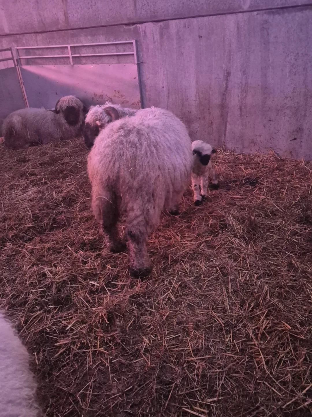 Say hello to our newest little Valais Blacknose lamb, born safely in the early hours and already melting hearts on the farm.

This breed is known as the world&rsquo;s cutest sheep and it&rsquo;s easy to see why. We&rsquo;re absolutely over the moon t