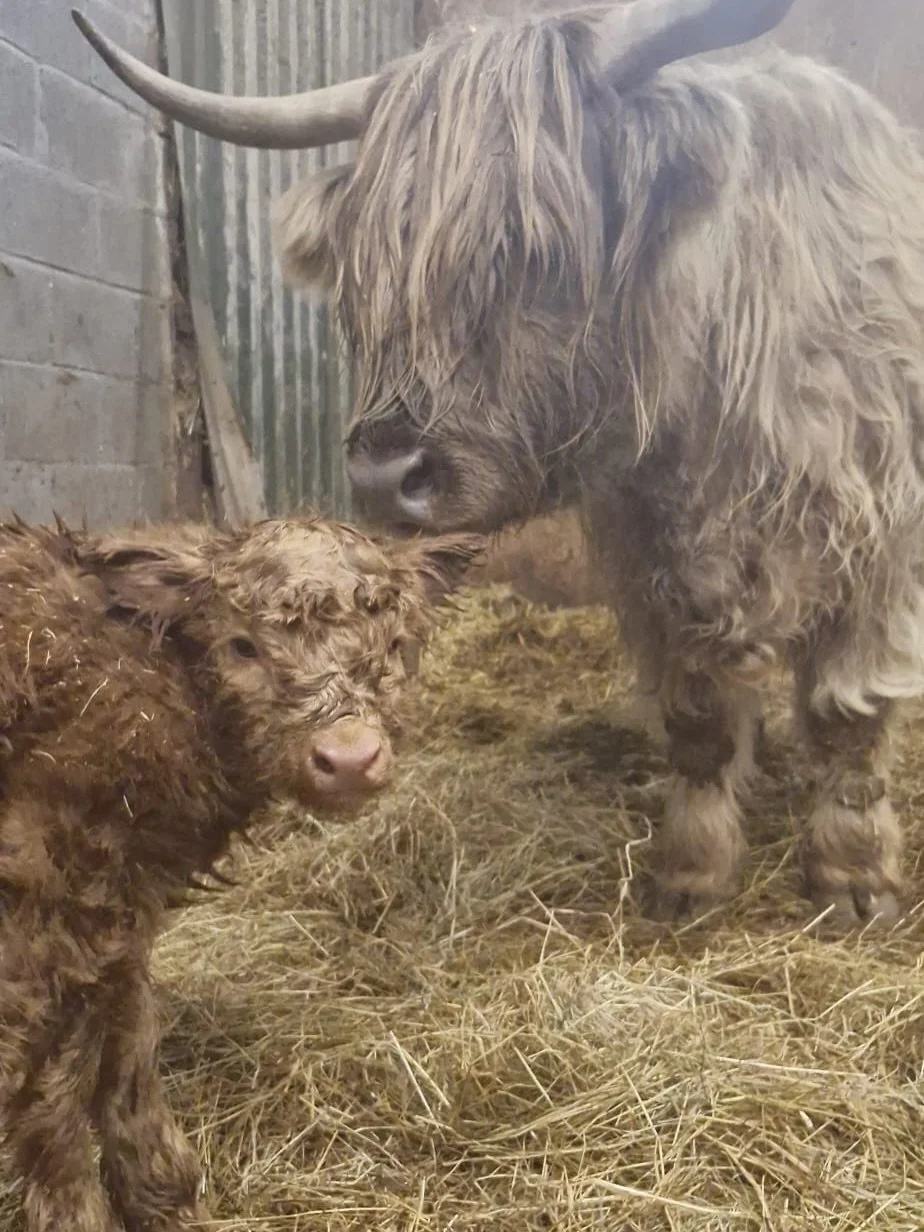 We&rsquo;re so excited to welcome a beautiful newborn Highland calf, born today at 4pm 💛
Her proud mum is Silver, and her name is Fudge and yes, she&rsquo;s already completely adorable.

Both mum and calf are doing really well, and Fudge is settling