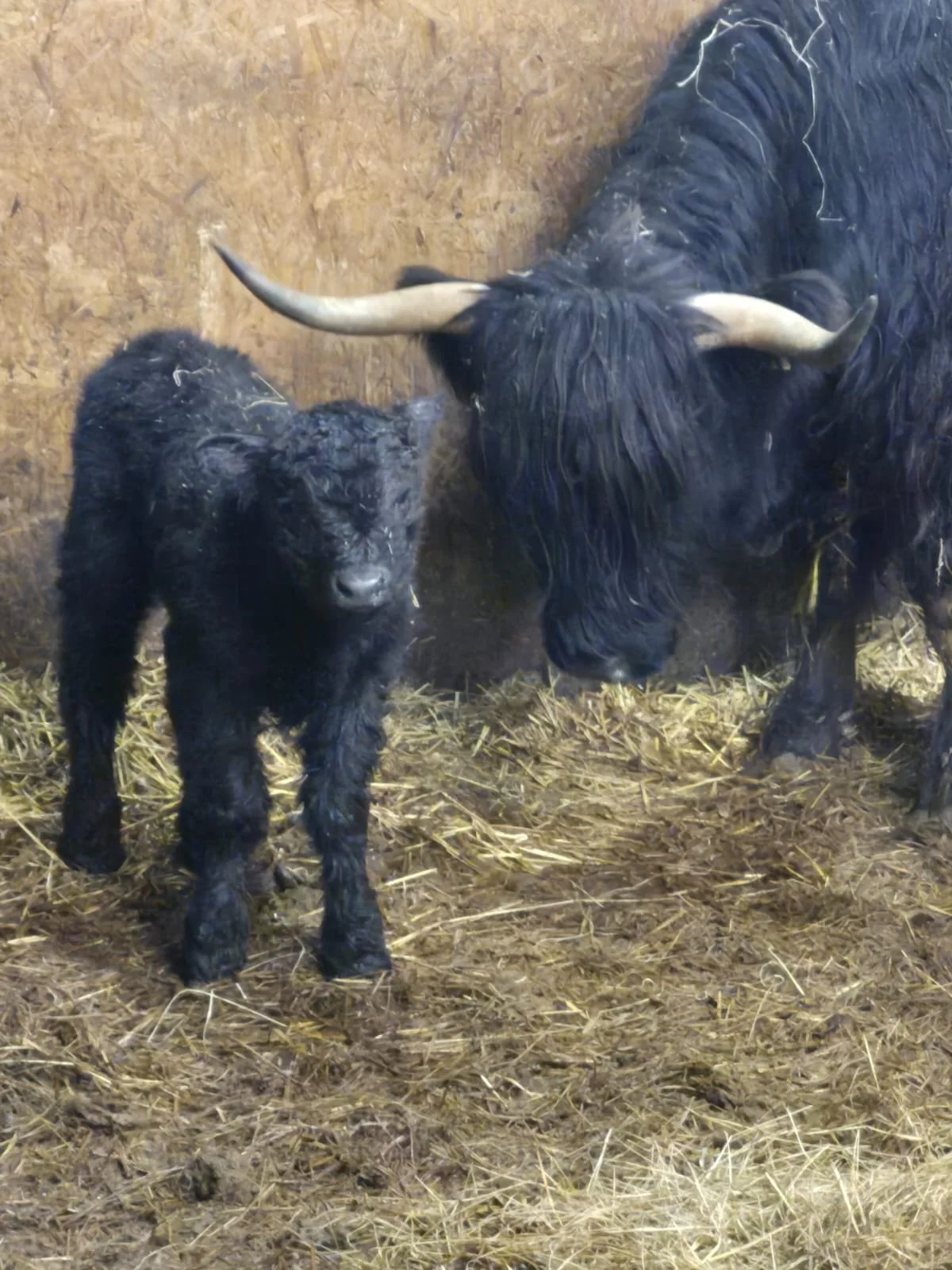 🐮✨ Another Highland calf has arrived! We&rsquo;re excited to welcome Liquorice, our newest Highland calf, born safely and already settling in beautifully at Windmill Retreats.

That makes two arrivals this week joining little Fudge, who was born ear