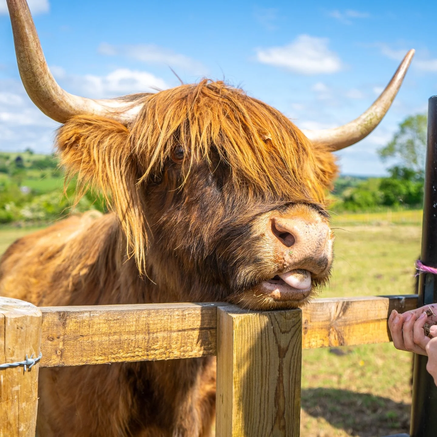 Our beautiful Highland cows will soon be back out in the fields and that means we&rsquo;ll be reopening our much loved Highland Cow Cream Tea Experiences very soon. 🫖🌾

Spring is on its way, the days are getting brighter, and we can&rsquo;t wait to