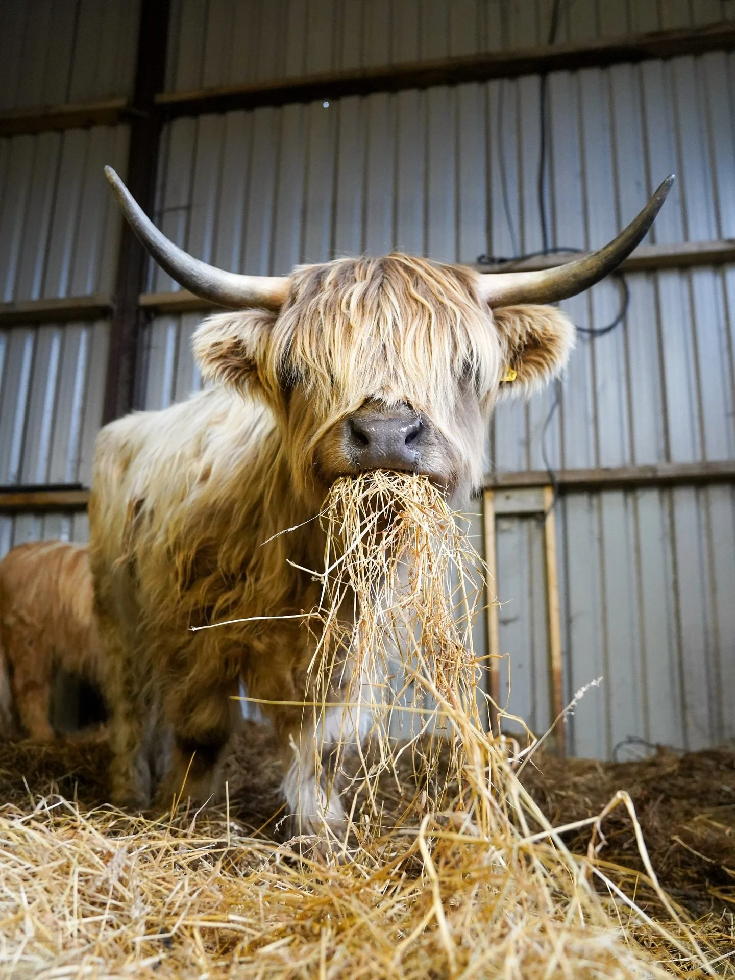 Our farm family are still cosy in the barn, but it won&rsquo;t be long before they&rsquo;re back out in the fields where they belong.

Spring is just around the corner, the days are getting lighter, and soon the Highland cows, sheep, goats and alpaca