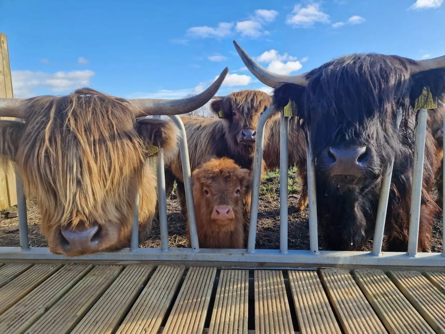 The Highland cow family are finally back out in the fields after their cosy winter in the barn. Fresh grass, open space, and plenty of sunshine exactly where they love to be. 🐮

There&rsquo;s nothing better than seeing the herd enjoying the start of