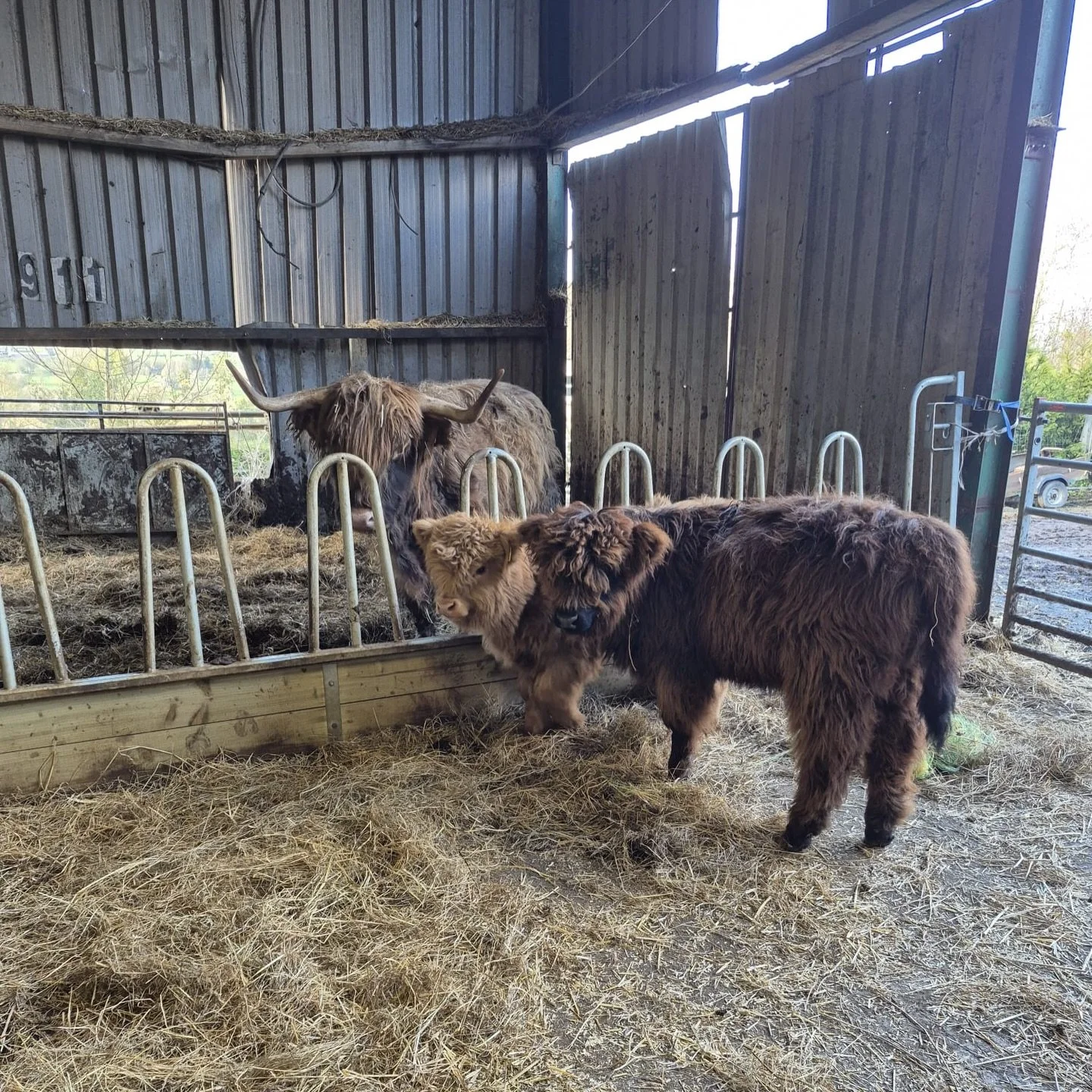 Two new little Highland calves have joined the herd here at Windmill Retreats this week both girls and both doing really well. It&rsquo;s been lovely seeing them finding their feet 🐮

Now we just need some names. If you&rsquo;ve got any ideas for tw