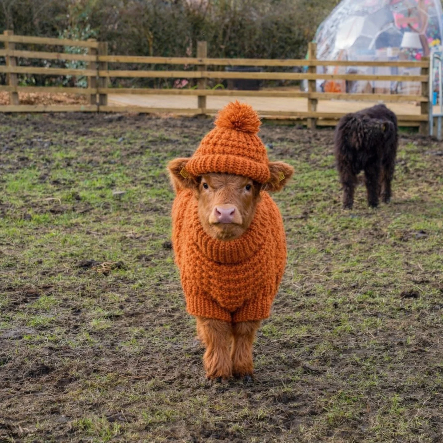 A big thank you to our local knitting club. We&rsquo;ve been gifted the most amazing handmade jackets and hats for our Highland cows and we couldn&rsquo;t be more grateful. 💛

Even though the sun is starting to show, it&rsquo;s still a little chilly