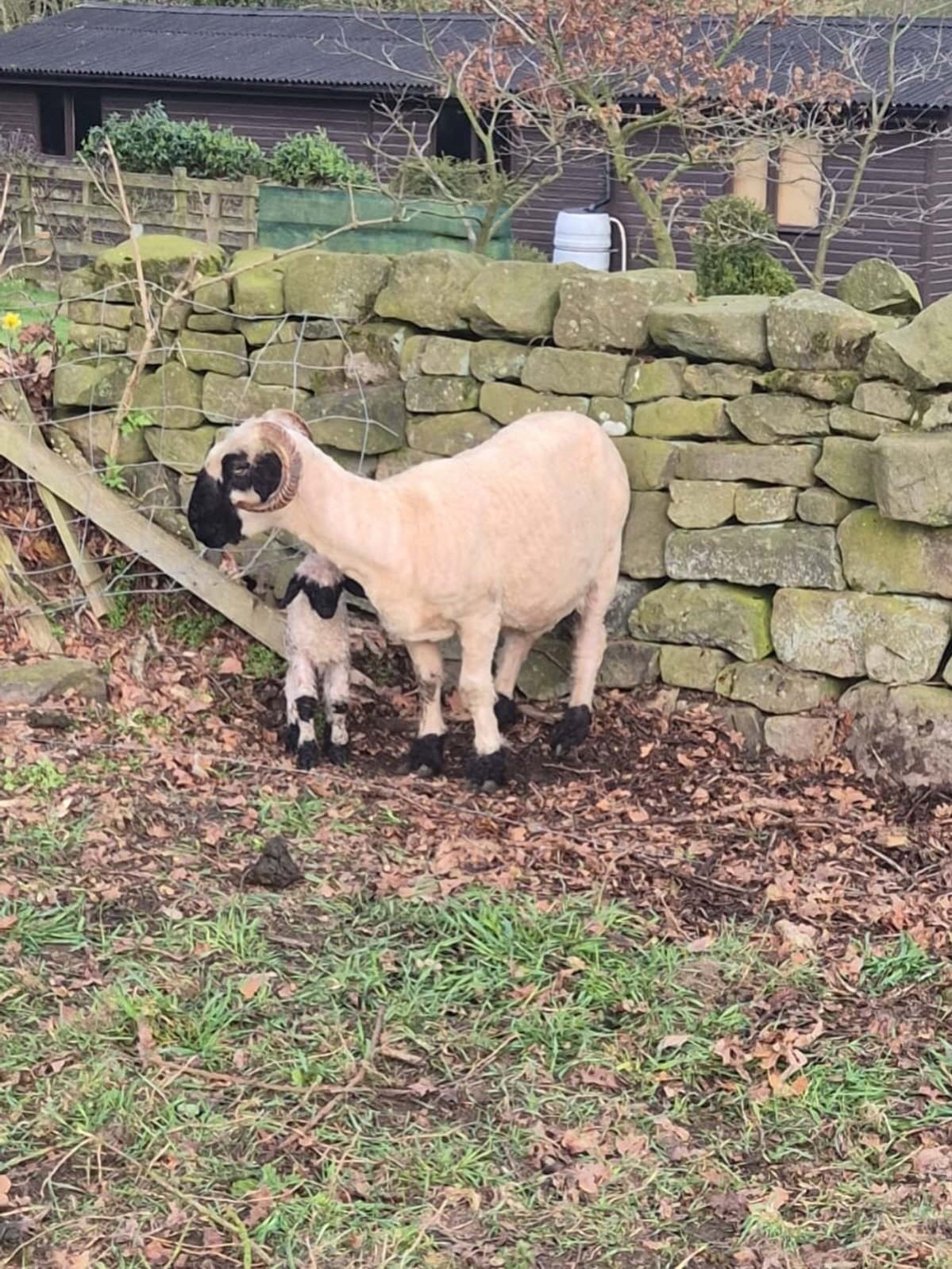 🐑💛 A special Good Friday arrival, A little baby boy lamb made his entrance early morning, and he couldn&rsquo;t have picked a more perfect day.

Both mum and baby are doing really well, and he&rsquo;s already finding his feet in the barn. There&rsq