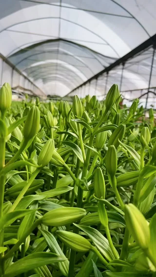Rows of lilies ready to bloom 🌱Grown with patience and love, soon to bring their beauty into homes and bouquets across the island. #localgrowers #medflowers #lillies