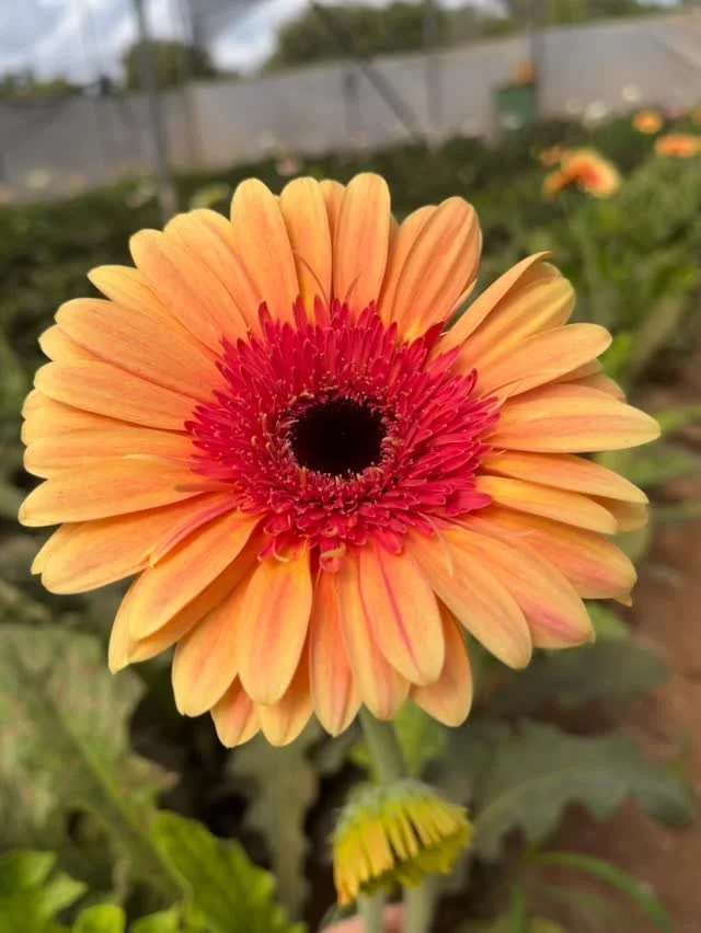 We are proud to be the first growers in Cyprus to cultivate Gerberas 🌸 Our signature flower! #cyprusflowers #gerberas🌼 #localproduce #familybusiness