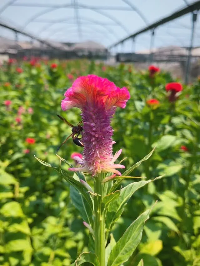 Did you know: Wasps come in any colour imaginable including red, orange, green, blue, and of course, yellow and black. 💐 🐝 🐝 
#cyprusflowers #floriculture #celosia #localgrowers