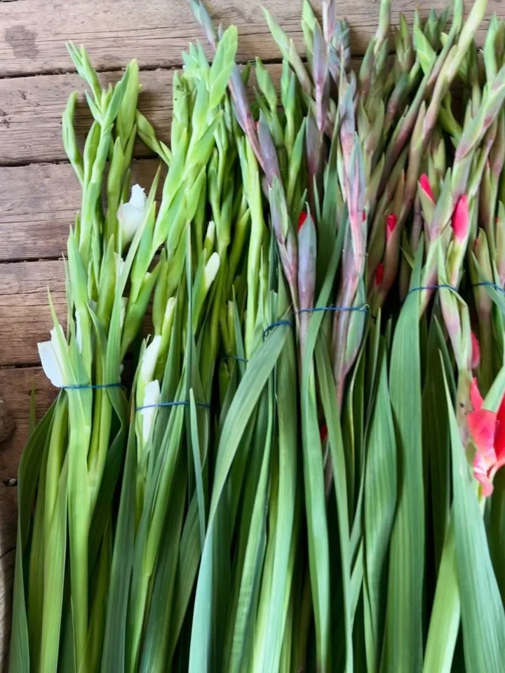 Freshly cut gladiolus from our greenhouses ✨ 
#medflowers #cyprusgrow #gladiolus