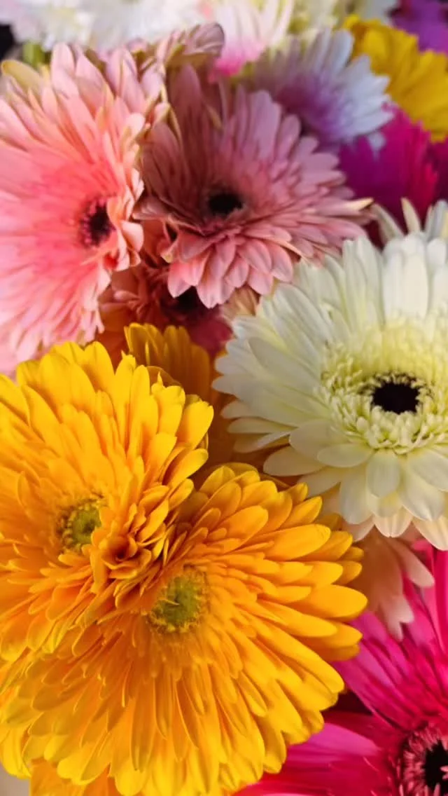 Lots of colourful gerberas ready for the weekend ✨ 🩷🧡💛
#cyprusflowers #gerberas #localgrowers #cyprusflowers