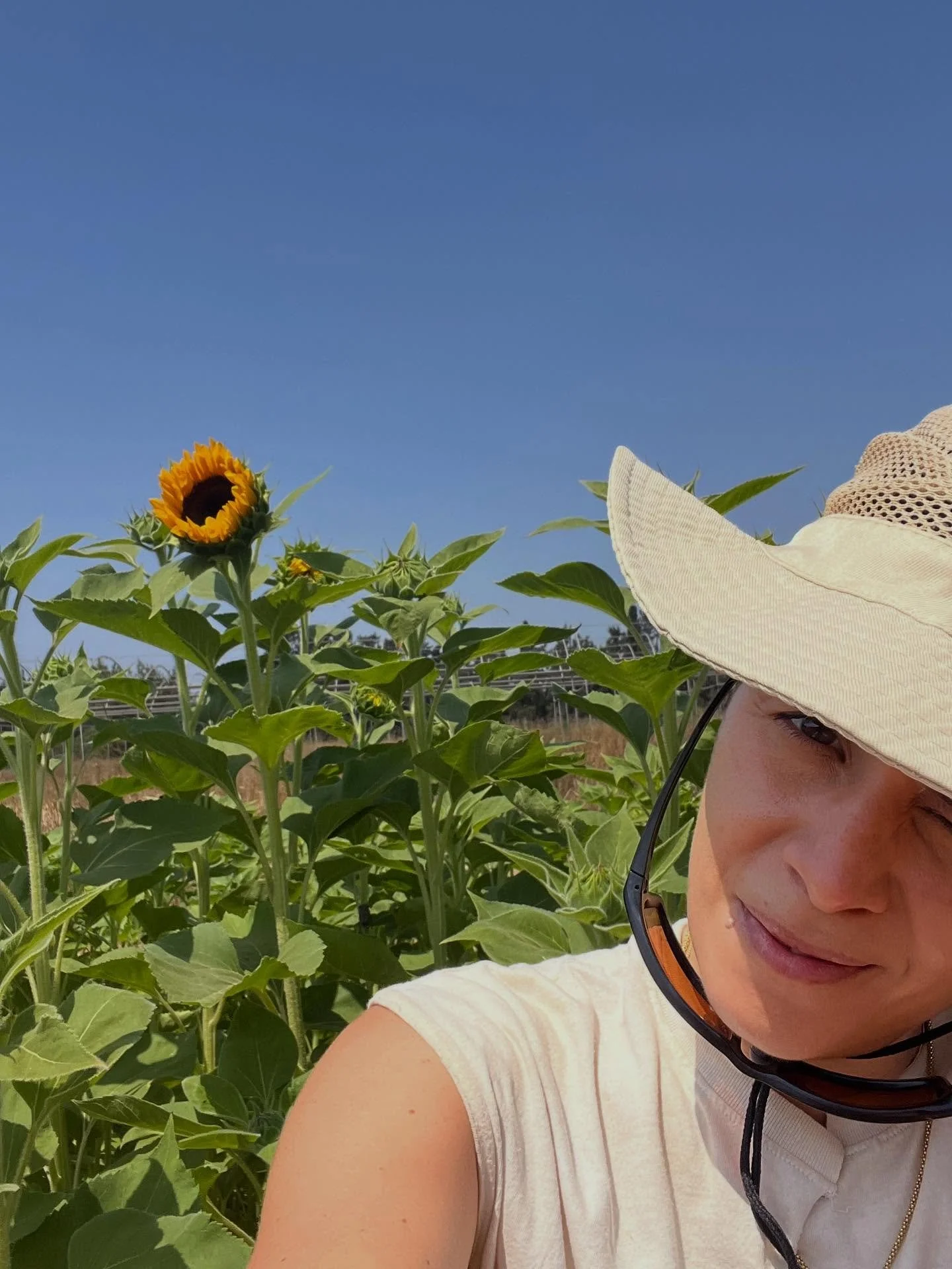 Monday mornings 🌻 ☀️ 
#sunflower #locallygrown