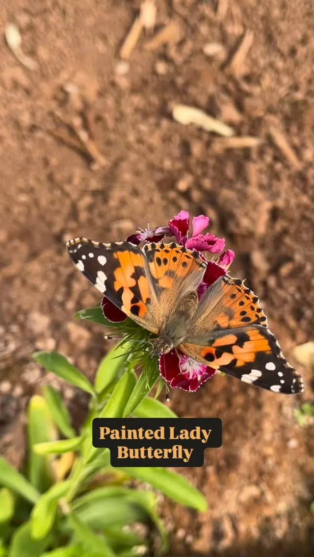 Painted Lady and Lime Butterflies 🦋 
Butterflies need sunlight to fly and can see UV light that’s invisible to humans! 🌟
#natureinfocus #butterflies