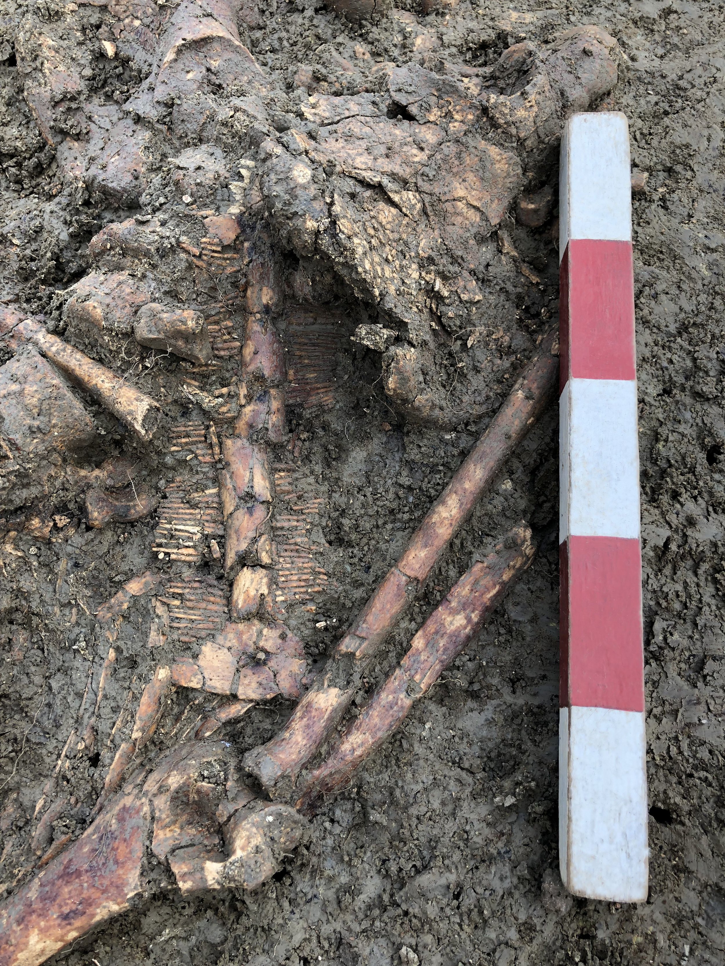 Locking skeleton and comb.jpg