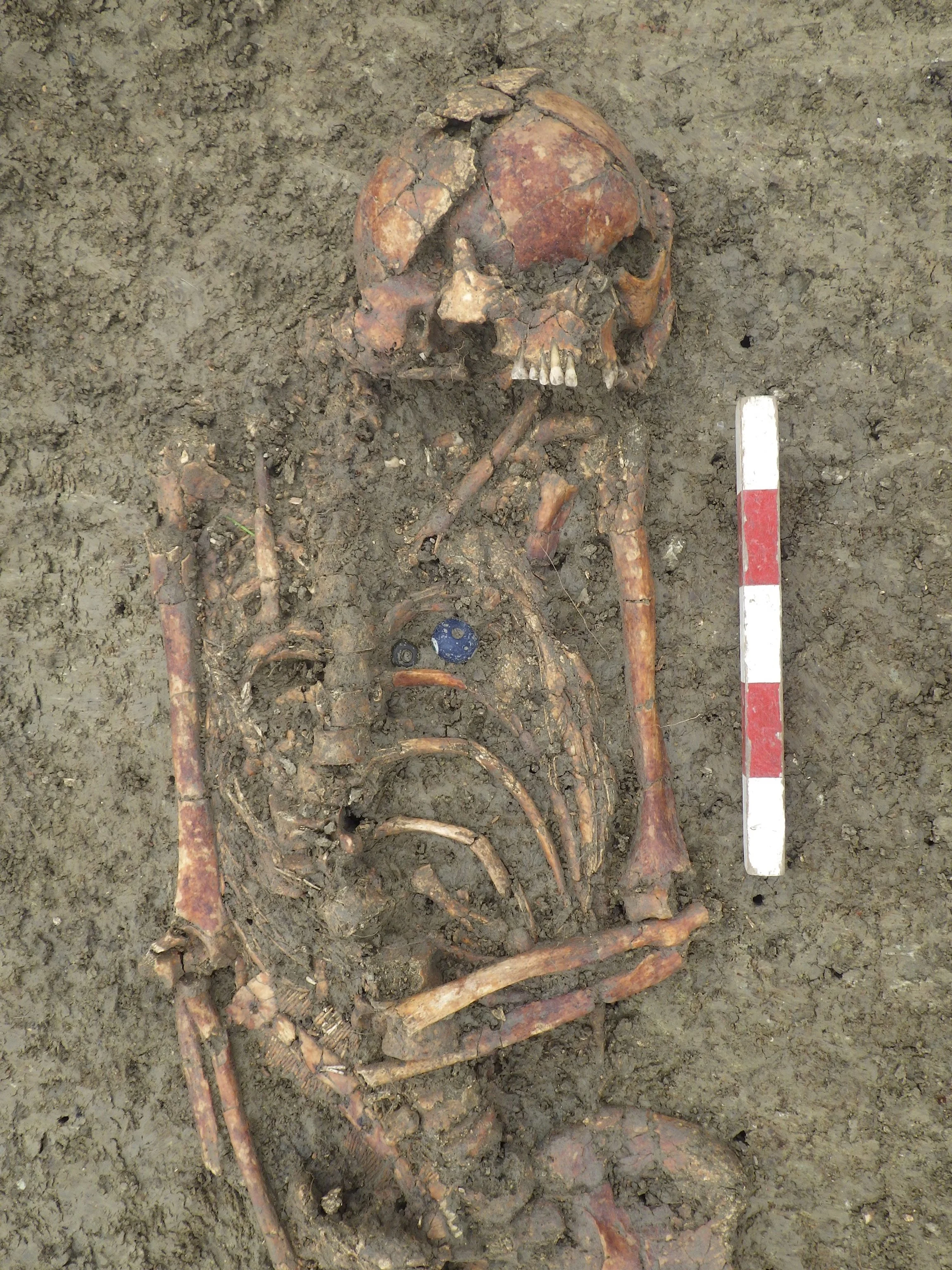 Fossilized human skeleton in a grave, partially uncovered in dirt, with a measuring stick beside it.