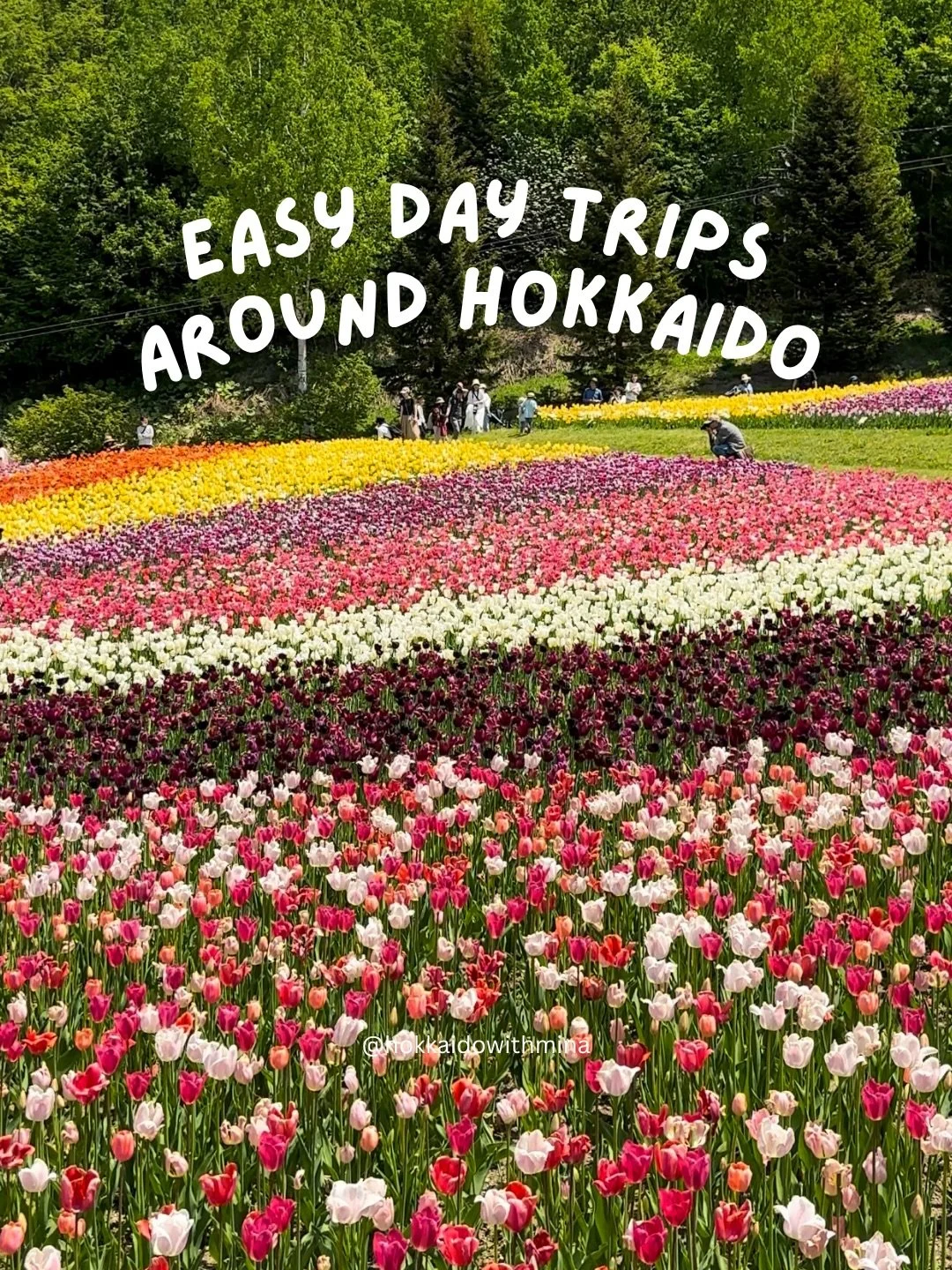 Planning a spring or summer trip to Hokkaido and want to see the best spots without spending hours driving?

These are some of my favorite easy day trips and short overnight trips from Sapporo, perfect if you want to explore flower fields, coastal vi