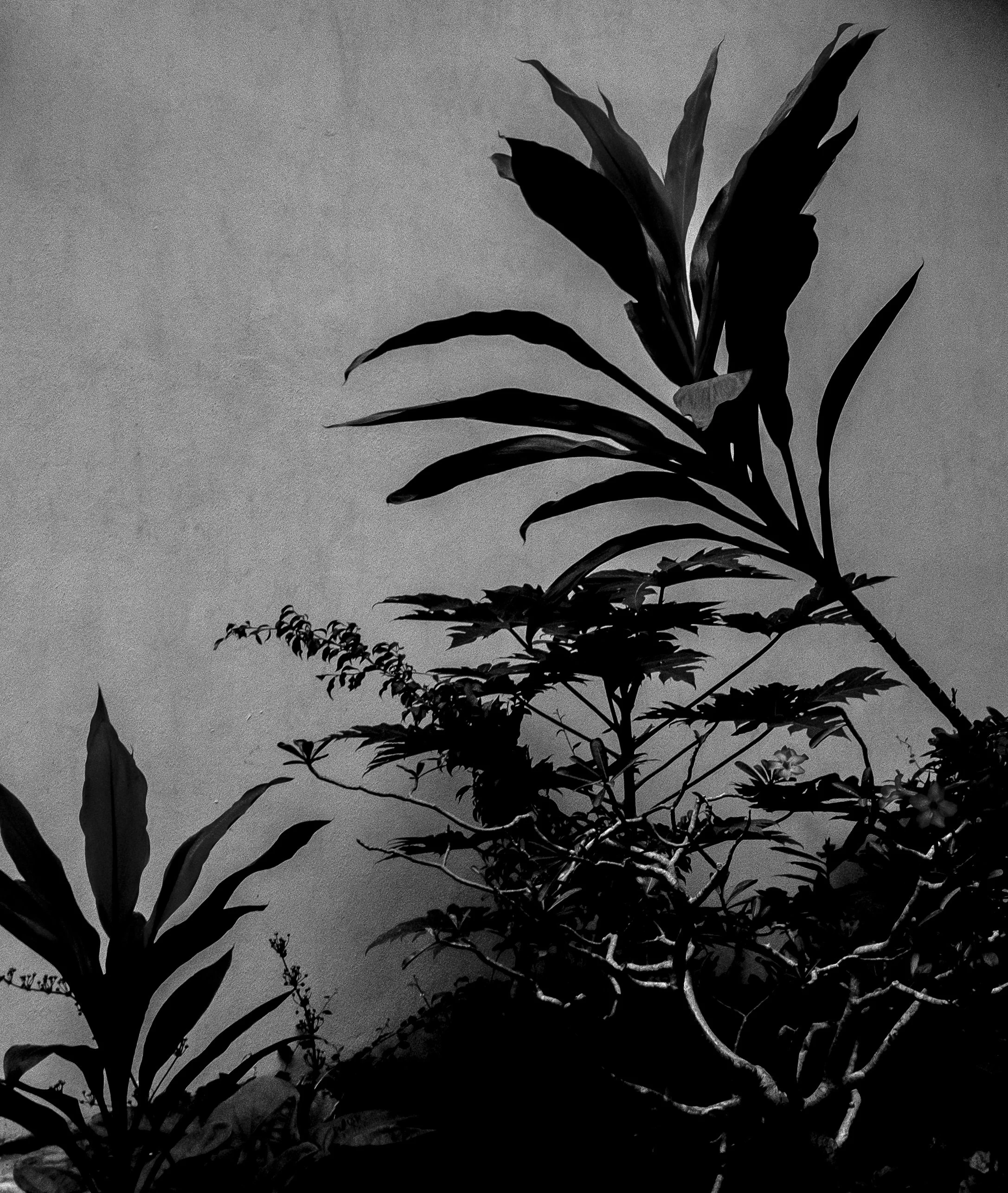 DSCF3880-2.jpg