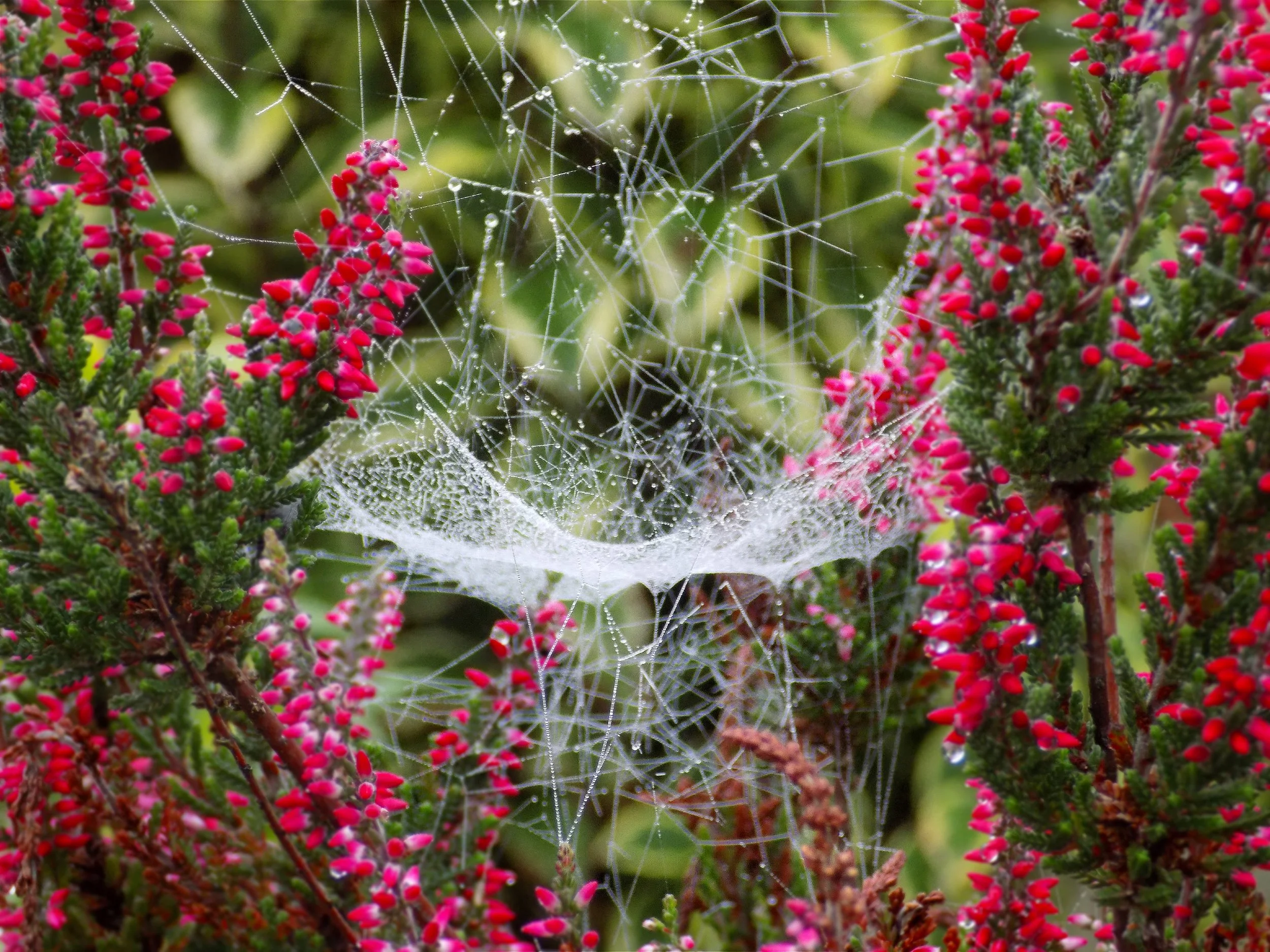 Spider web with dew on pink flowering heather plants