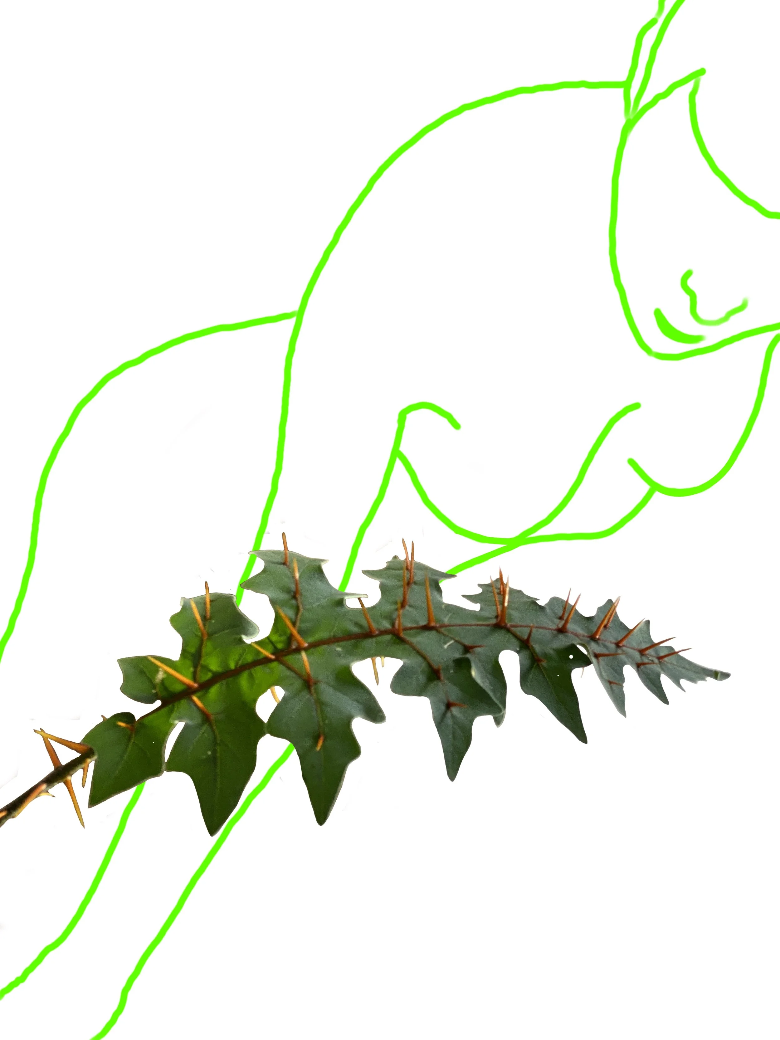Solanum pyracanthas