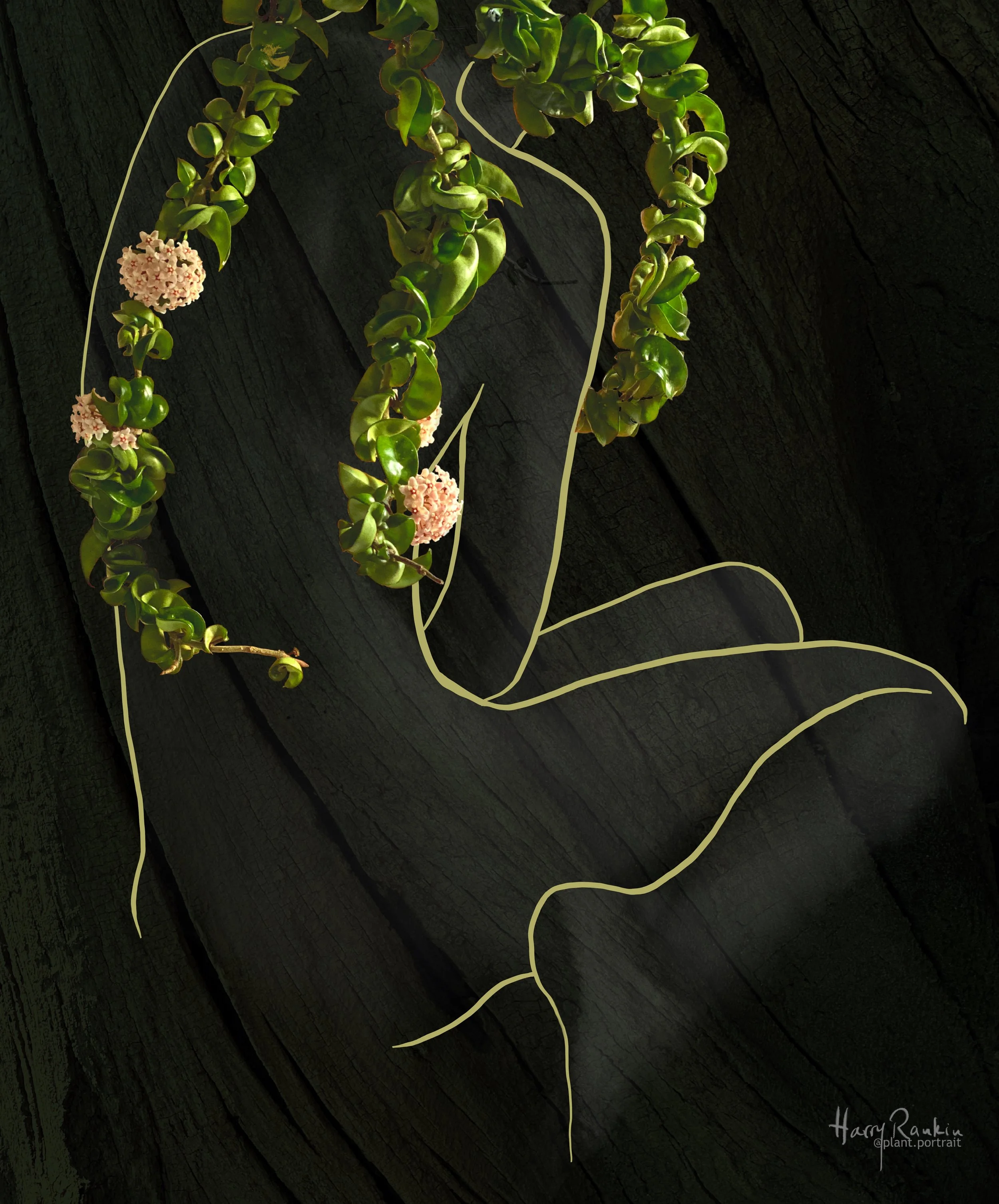 Hoya compacta