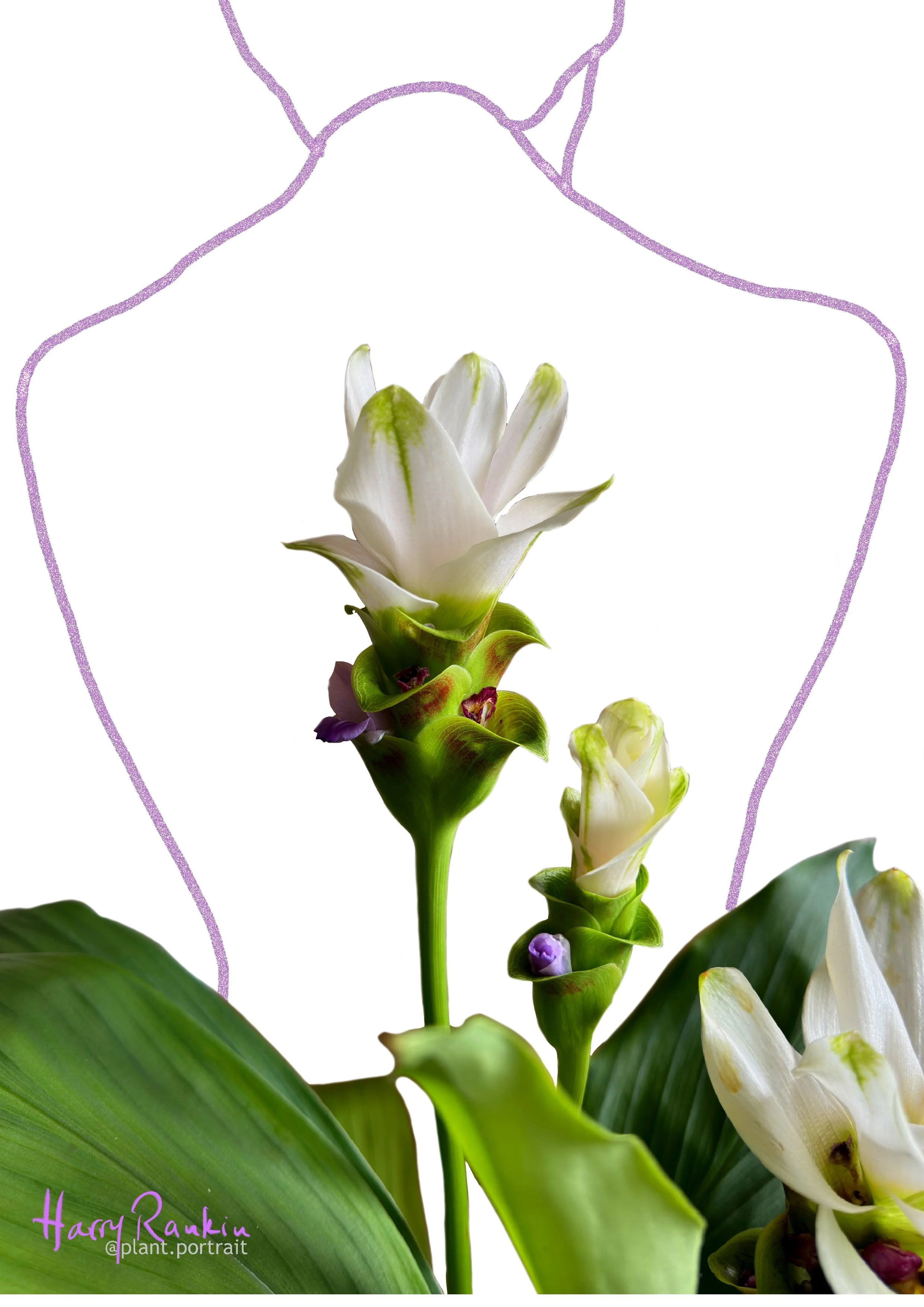 Curcuma alis