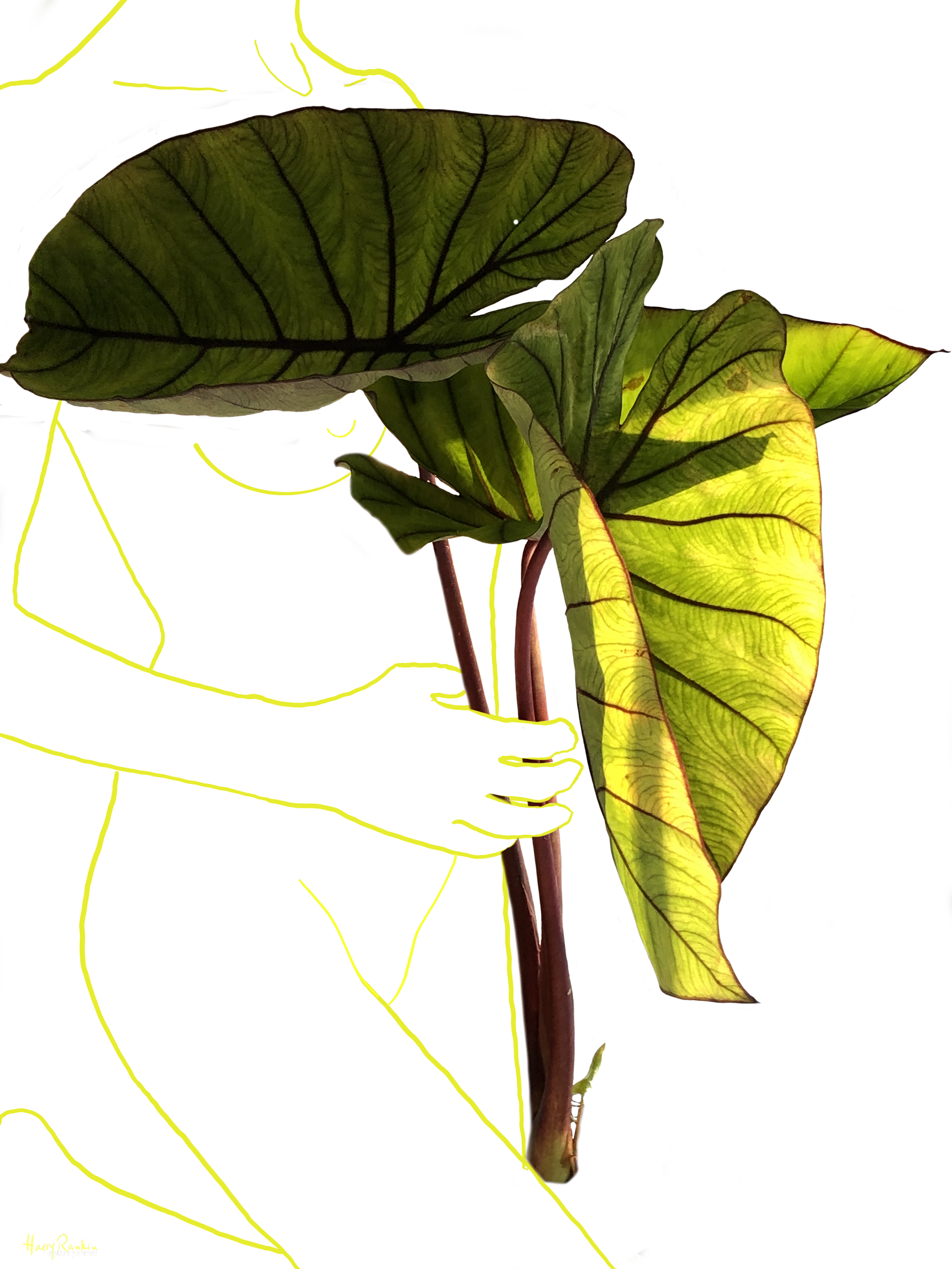 Colocasia esculenta