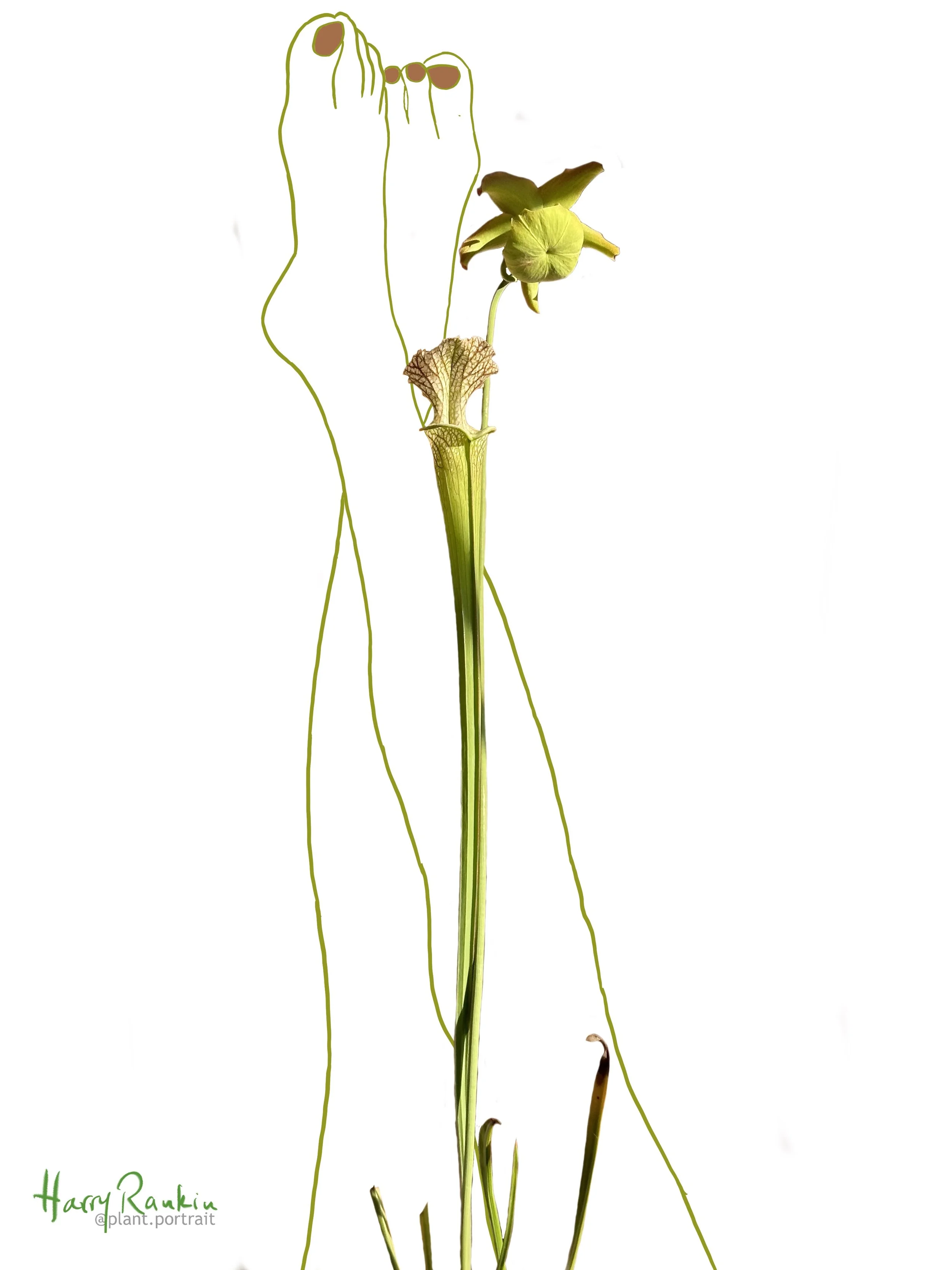 Sarracenia leucophylla