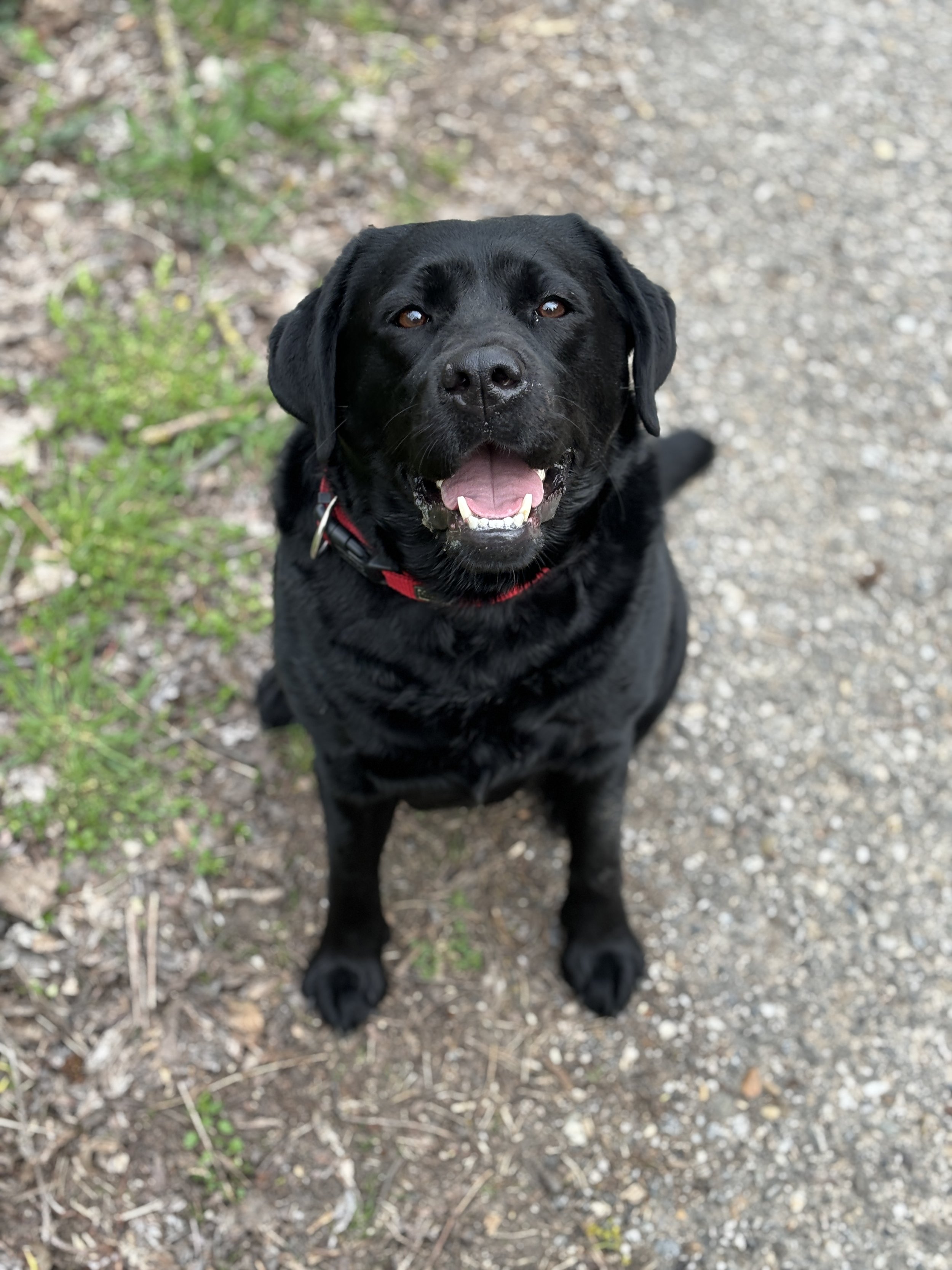 Ein schwarzer Labrador Retriever sitzt auf einem Weg aus Kies und sieht fröhlich in die Kamera.