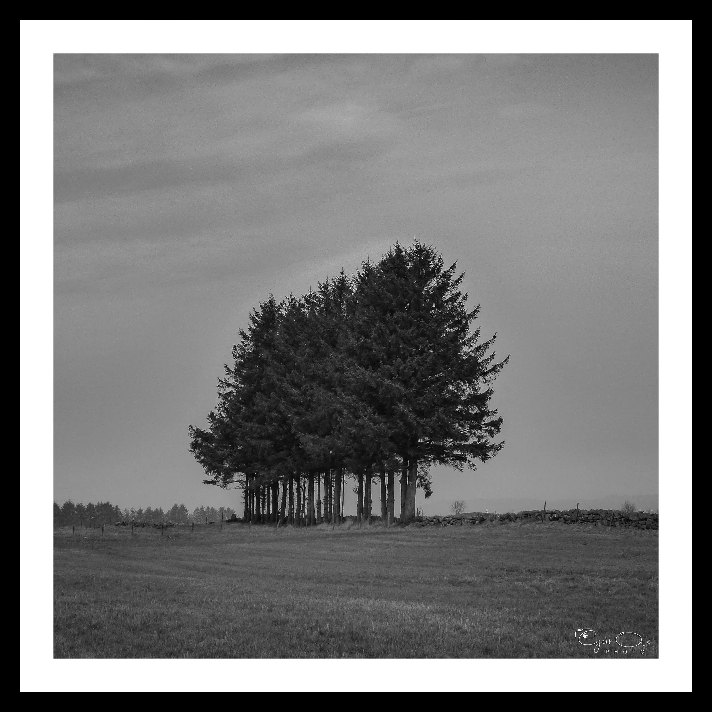 Ensom skog.jpg