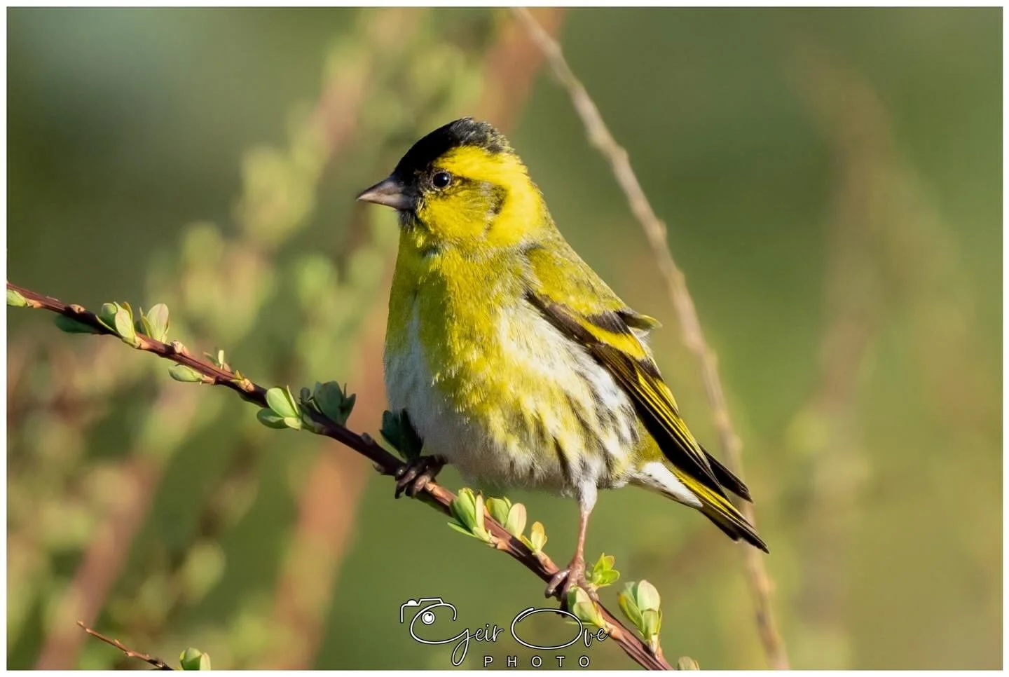 Finally a Eurasian Sisikin on the feeder in my garden 😍 

#Birdphotography #SonyA7iii #Photographer #eurasiansisikin #birdsofinstagram