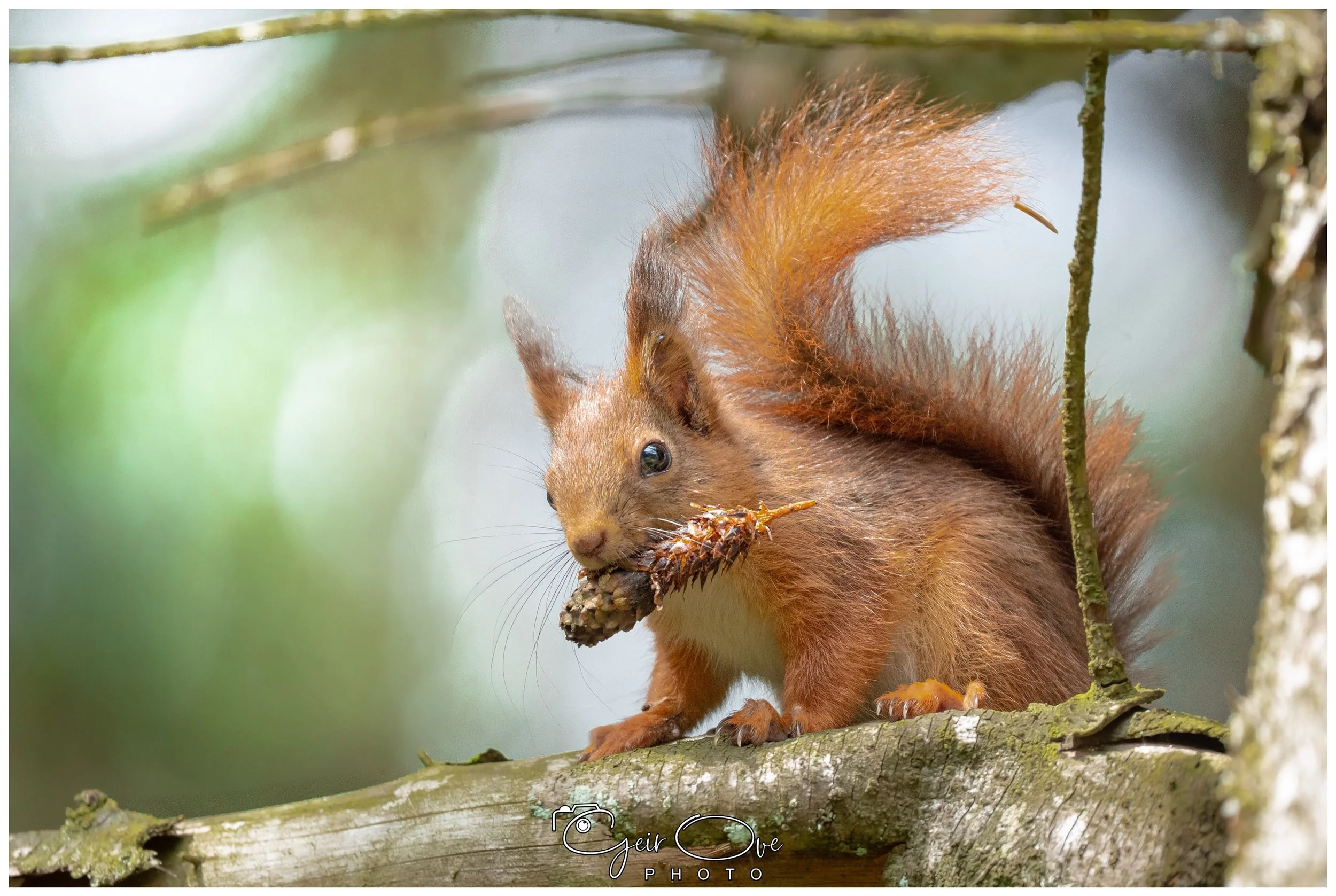 Fantastisk &aring; se ekorn live. Denne sto i treet og kikka p&aring; meg i sikkert 10 minutter. Magisk 😍 🐿️ 

#Ekorn #squirrel #🐿️ #photographer #sonya7ⅲ