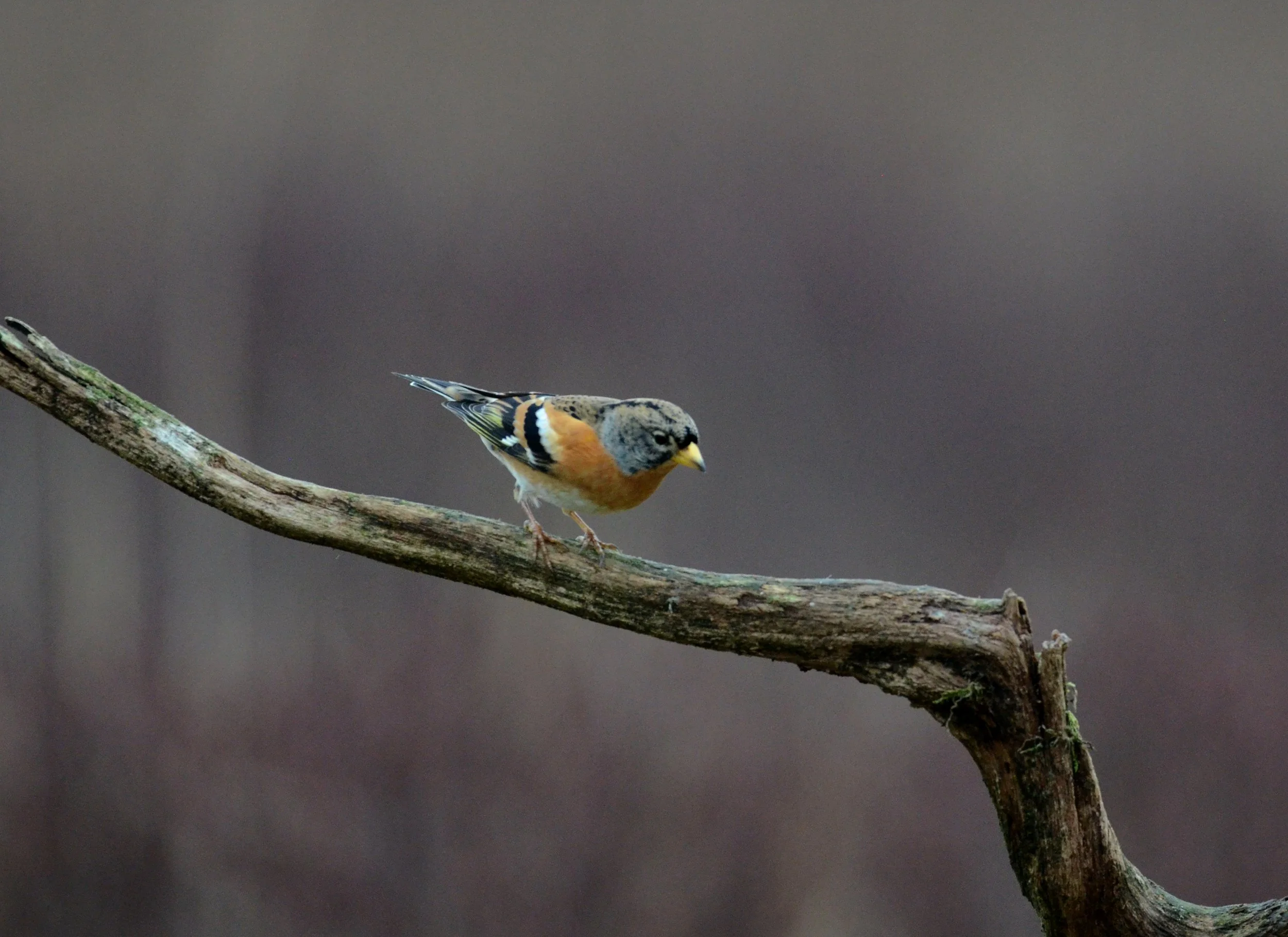 DSC_9741.jpeg