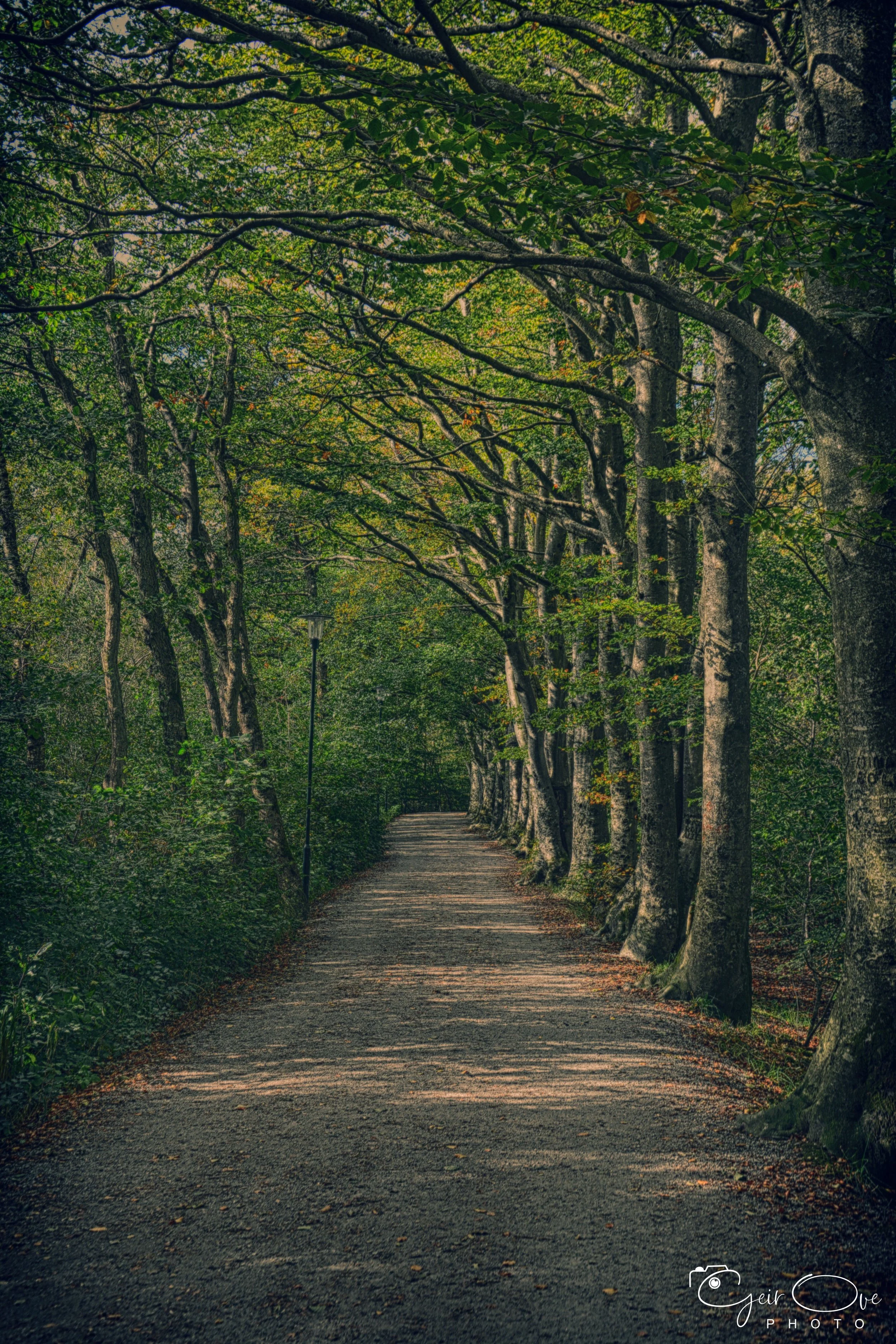 into the woods.jpg