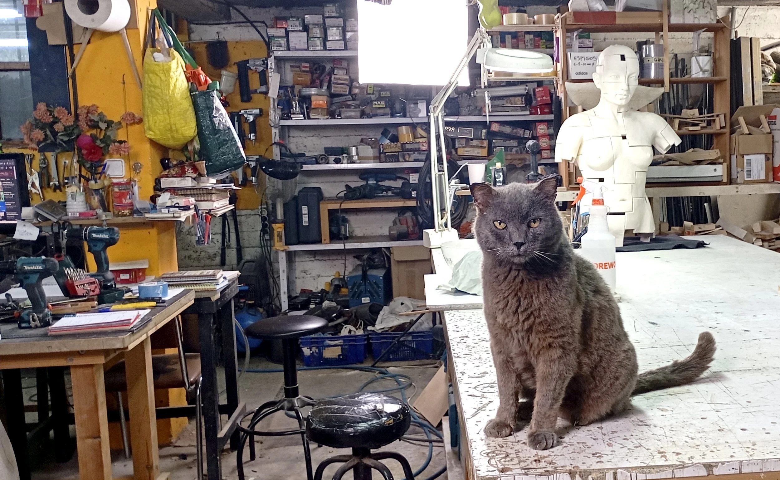 Maus, el gato gris de José Perozo, sentado sobre una mesa del taller entre herramientas y esculturas.