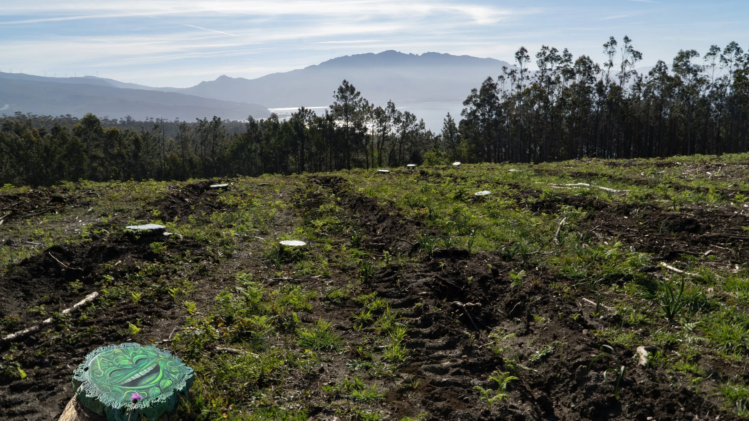 Campo de cultivo con árboles y montañas en el fondo, suelo con plantas jóvenes y un árbol cortado en primer plano.