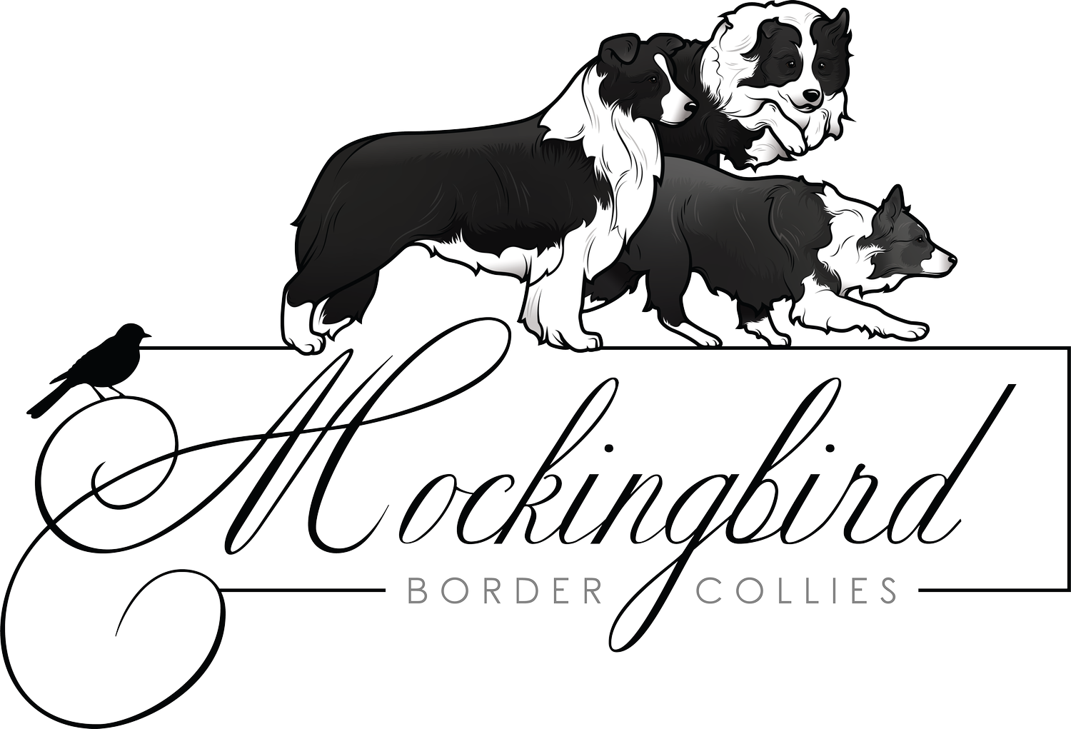 Mockingbird Border Collies