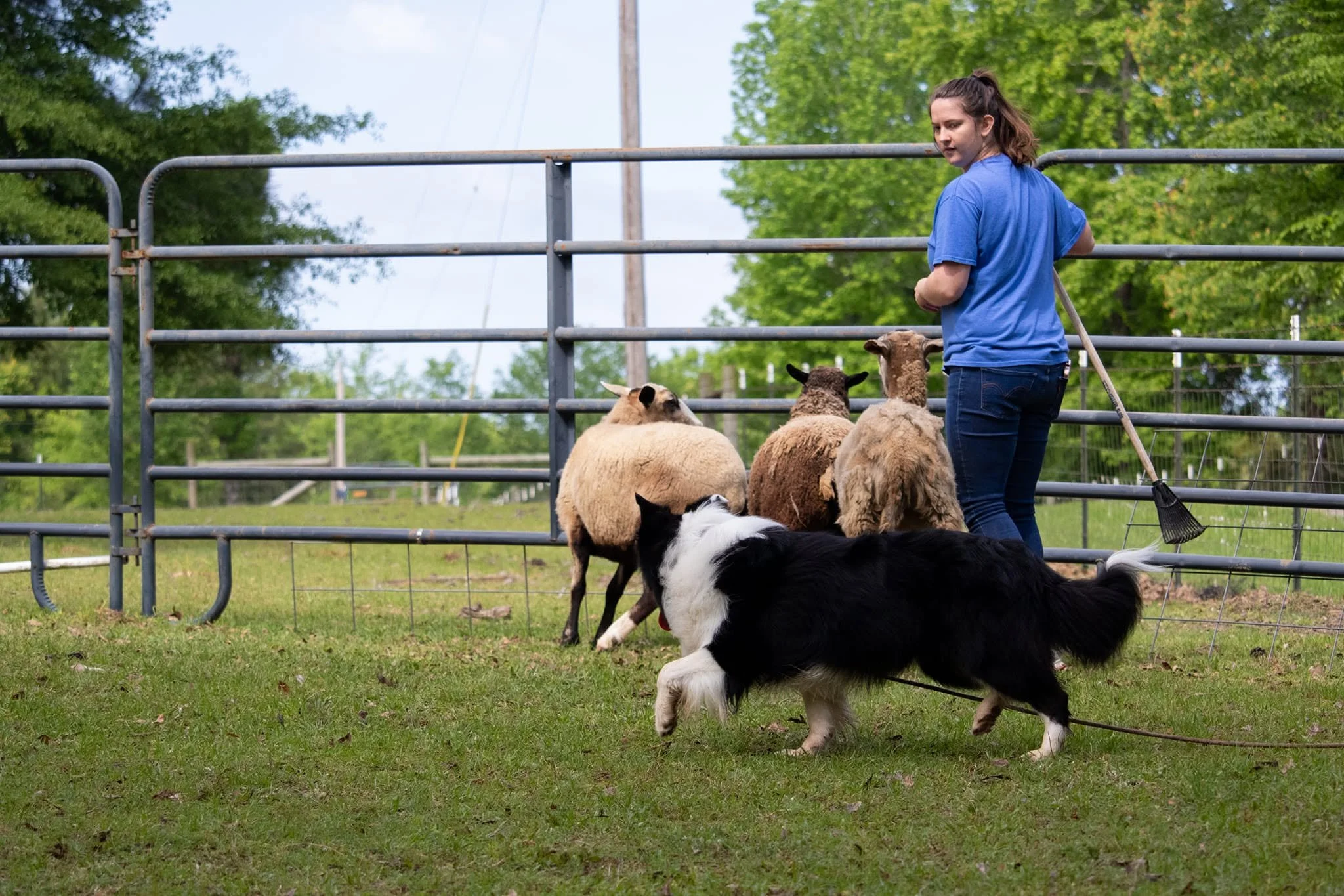 Liz Herding3.jpg