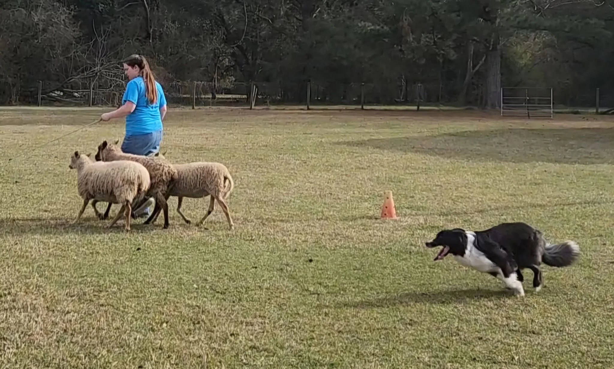 Liz Herding.jpg