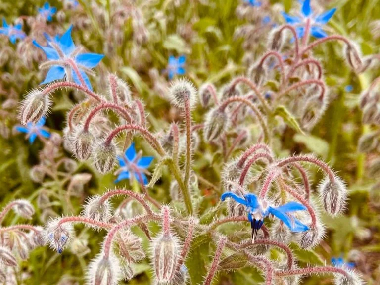 Vom Wesen der Pflanze