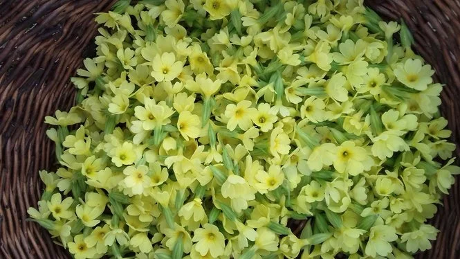 Wilde Frühlingsküche