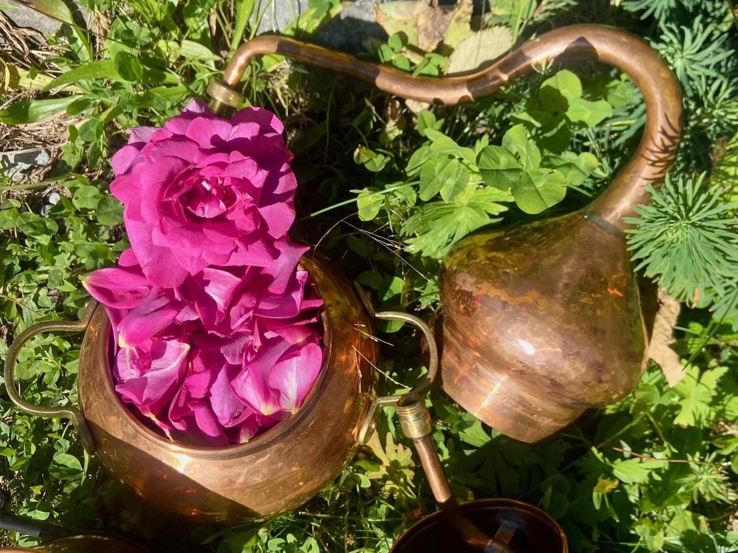 Kupferdestille und Rose "Wild Edric"