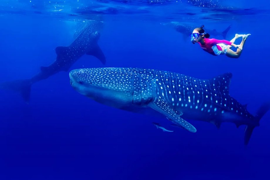 Into the Deep Blue: Dancing with the Giants of the Mexican Caribbean