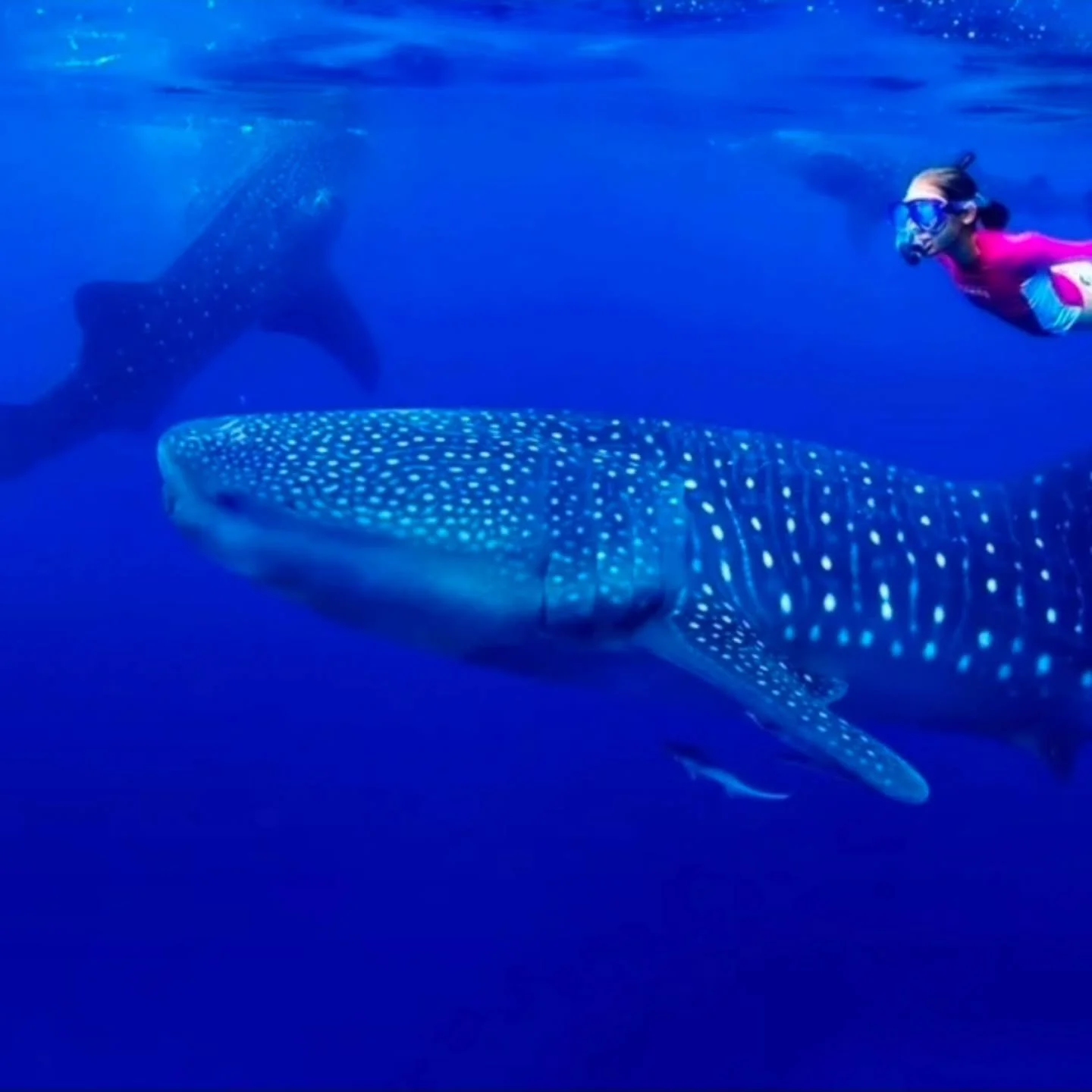 What if I told you that one morning in the Mexican Caribbean completely changed how my family sees the world? 

Swimming alongside whale sharks off the coast of Cancun was one of those moments I will never stop talking about. The size, the grace, the