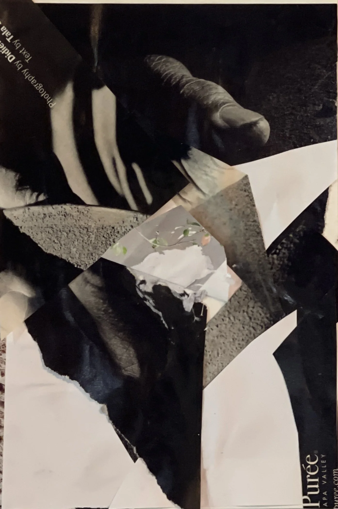 Black and white collage.jpg