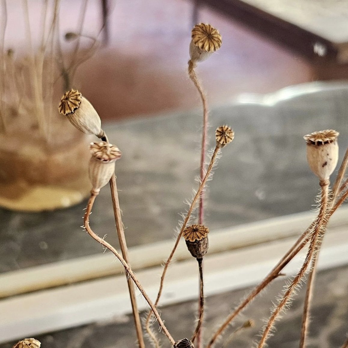2024-06_elsa_papaver_rheos.jpg