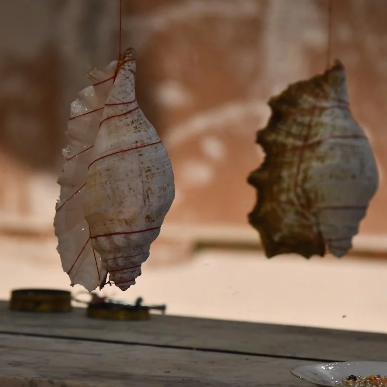 2024-09_shuling_coquillage_sendra_1200.jpg