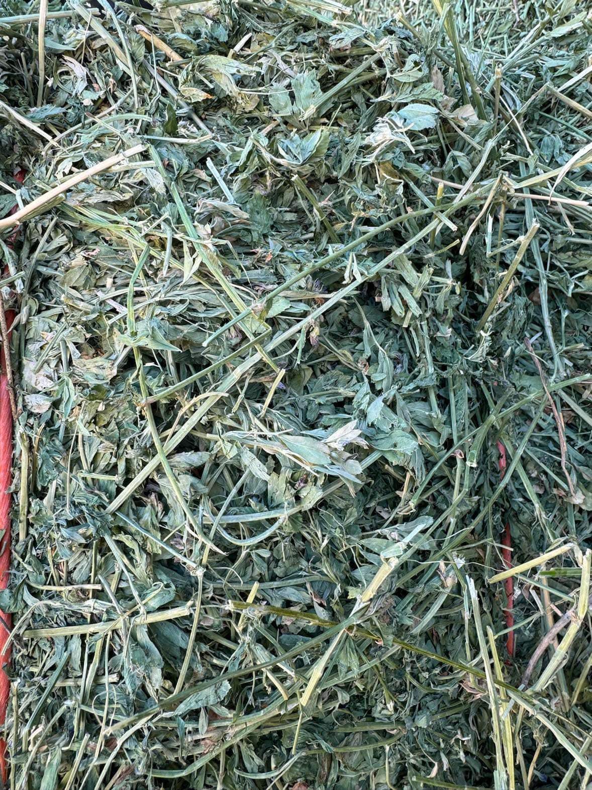 Alfalfa.jpg