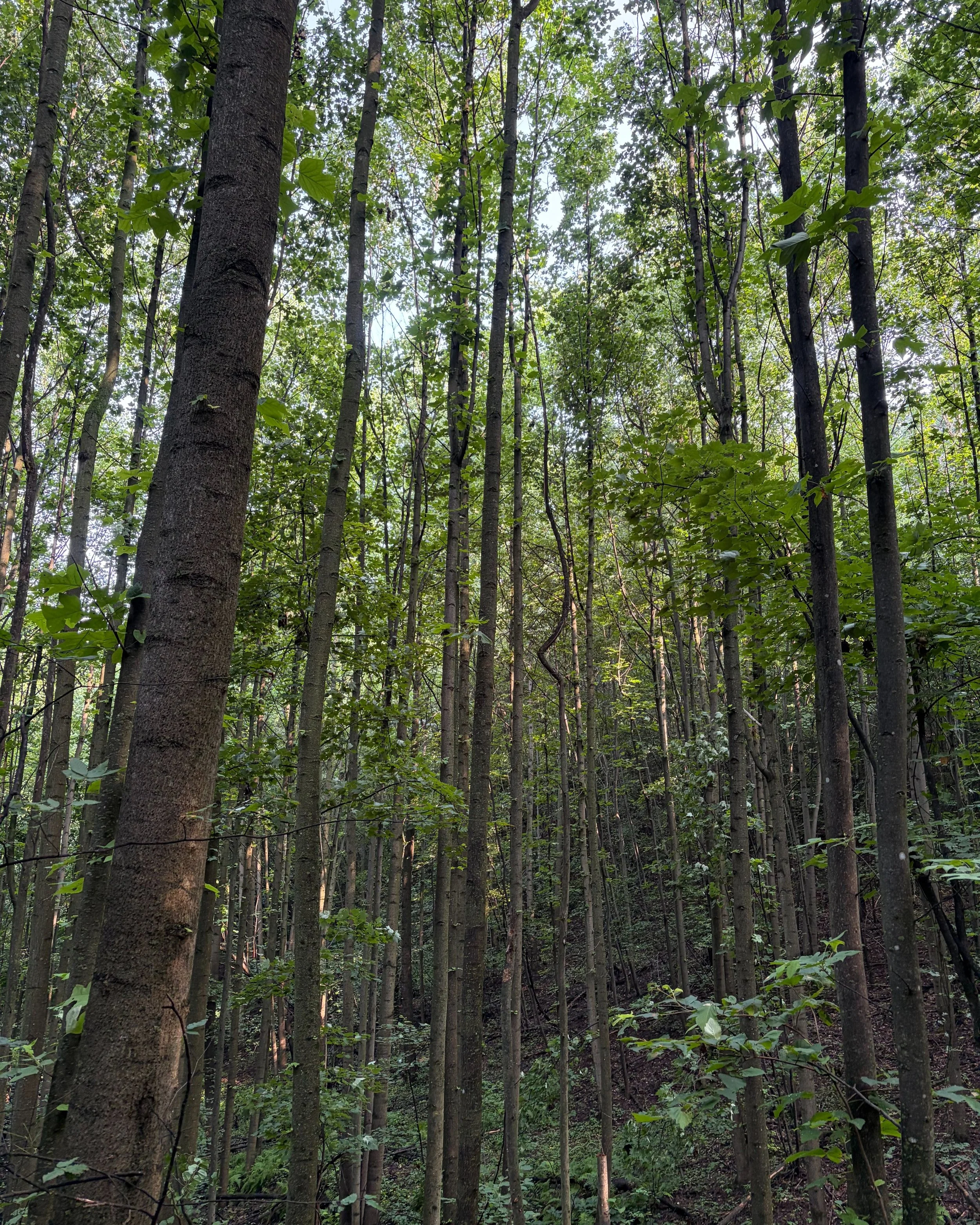 This is my favorite spot on my go-to local trail. Every time I round the bend, there is a feeling of energy in my body, a tingling down my arms and into my fingers; it's a moment of awe. I run in the woods, for moments like this.

There is something 