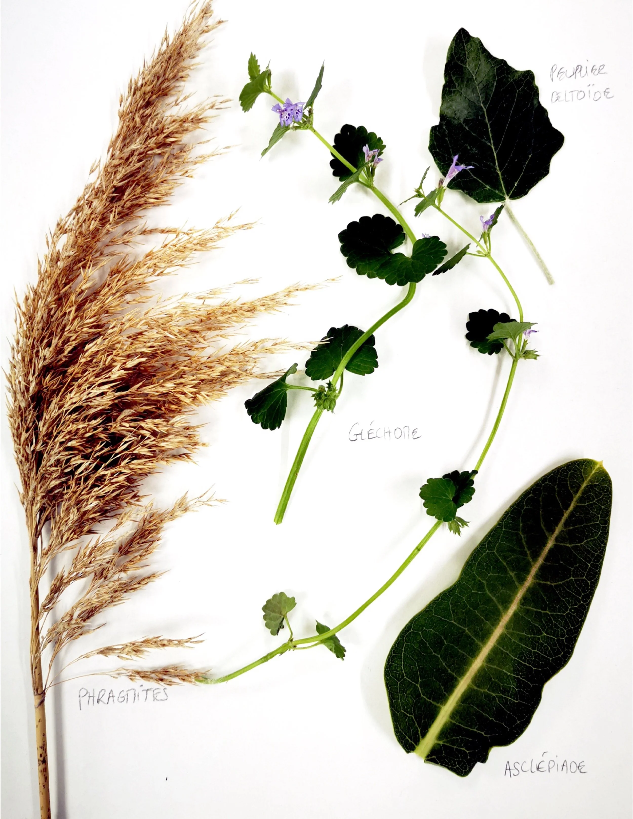 HERBIER3.jpg