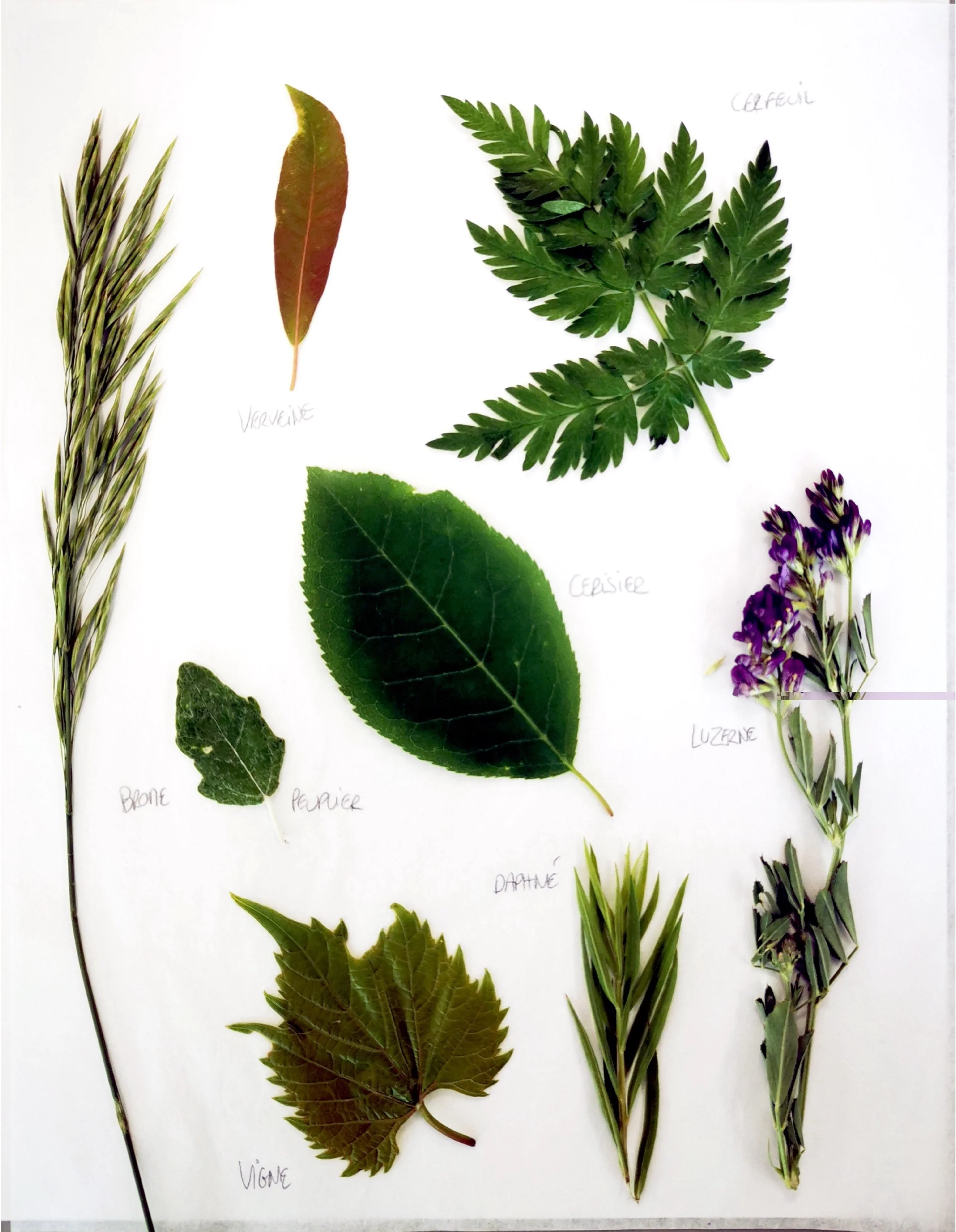 HERBIER 1.jpg
