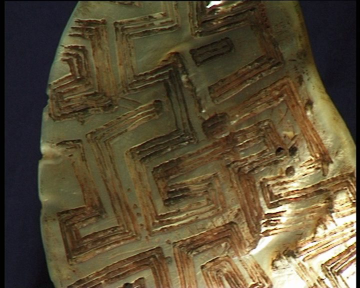 Coquille de nacre Péninsule Dampier 2.jpg